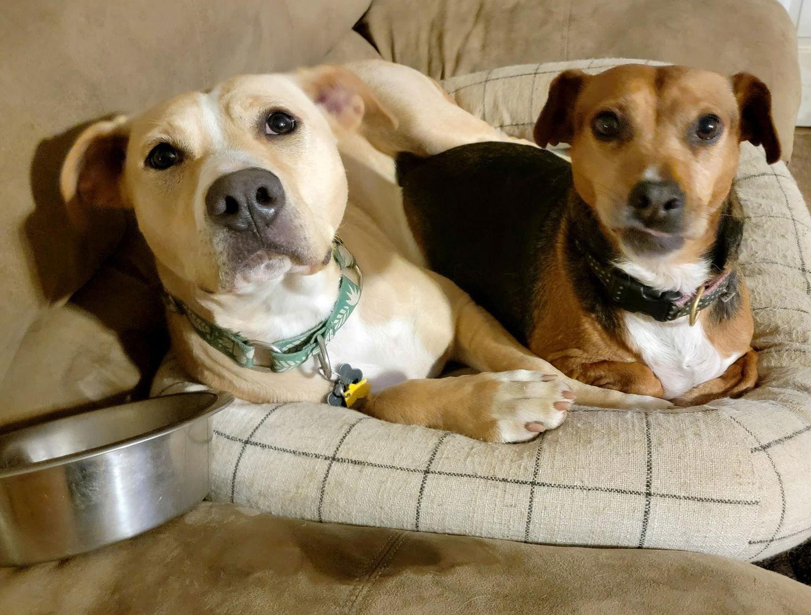 Enlarge Layla Momma Dessin, a Adoptable mixed breed in Rockaway, NJ image 3/3