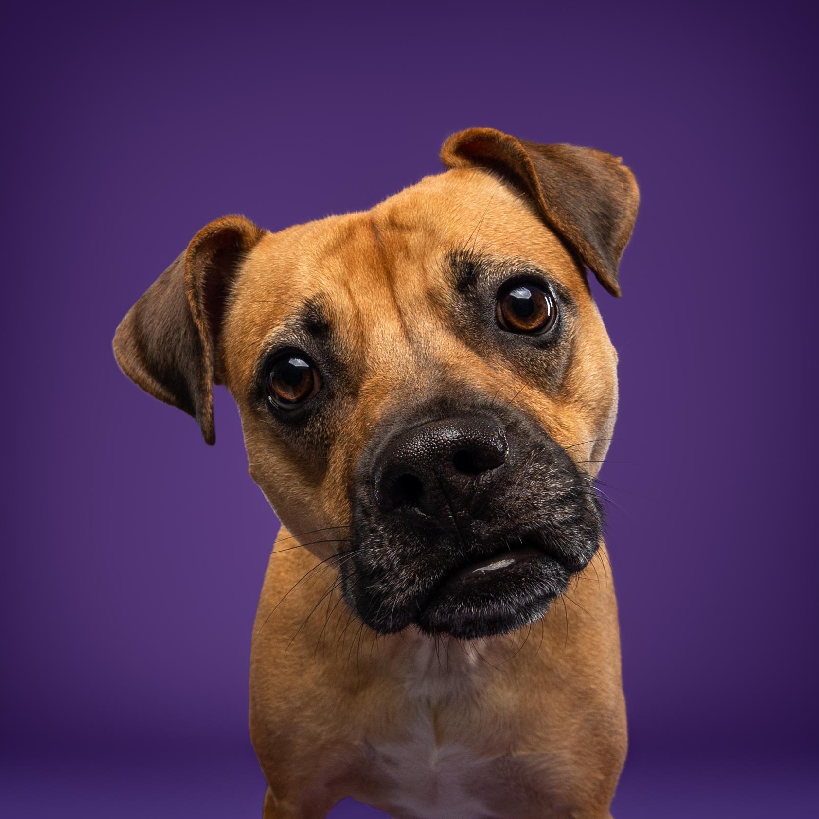 Enlarge Lua, a ADOPTABLE mixed breed in Mississauga, ON image 4/6