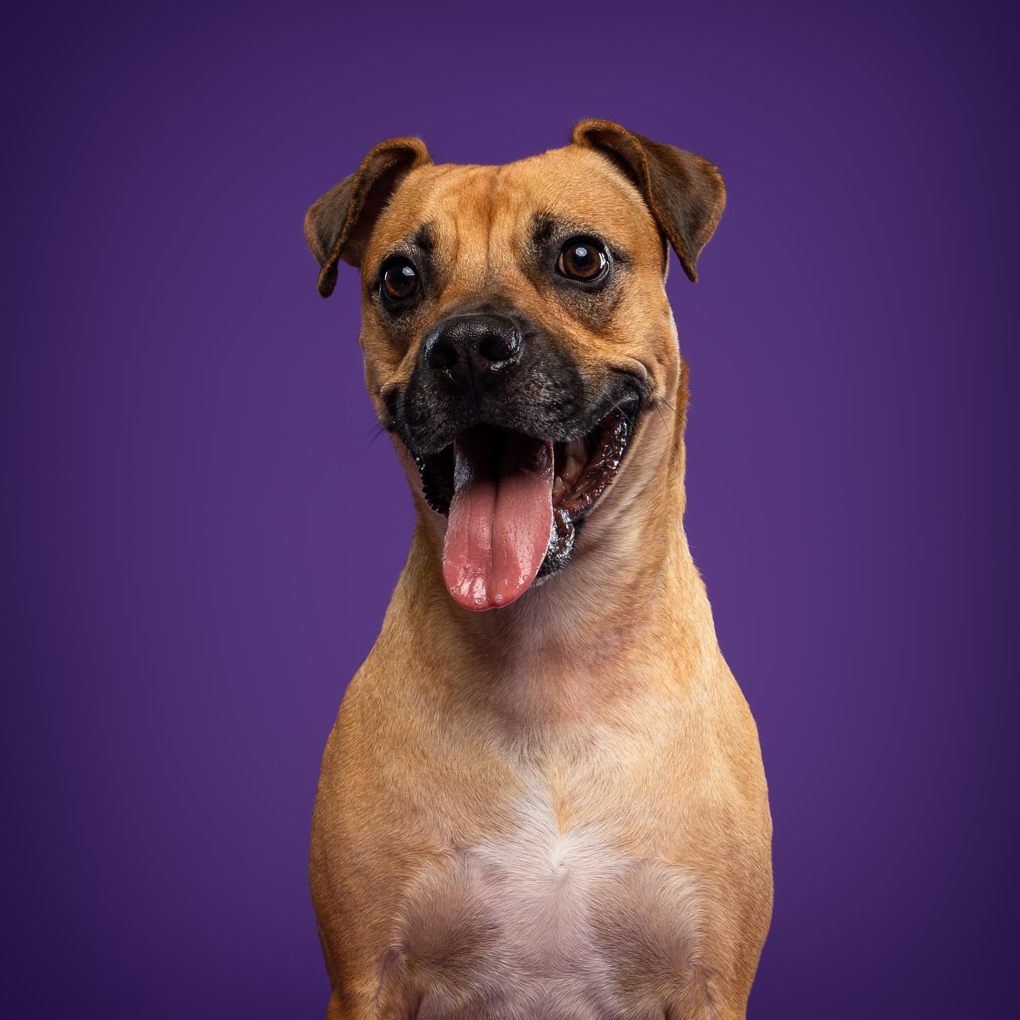 Enlarge Lua, a ADOPTABLE mixed breed in Mississauga, ON image 3/6
