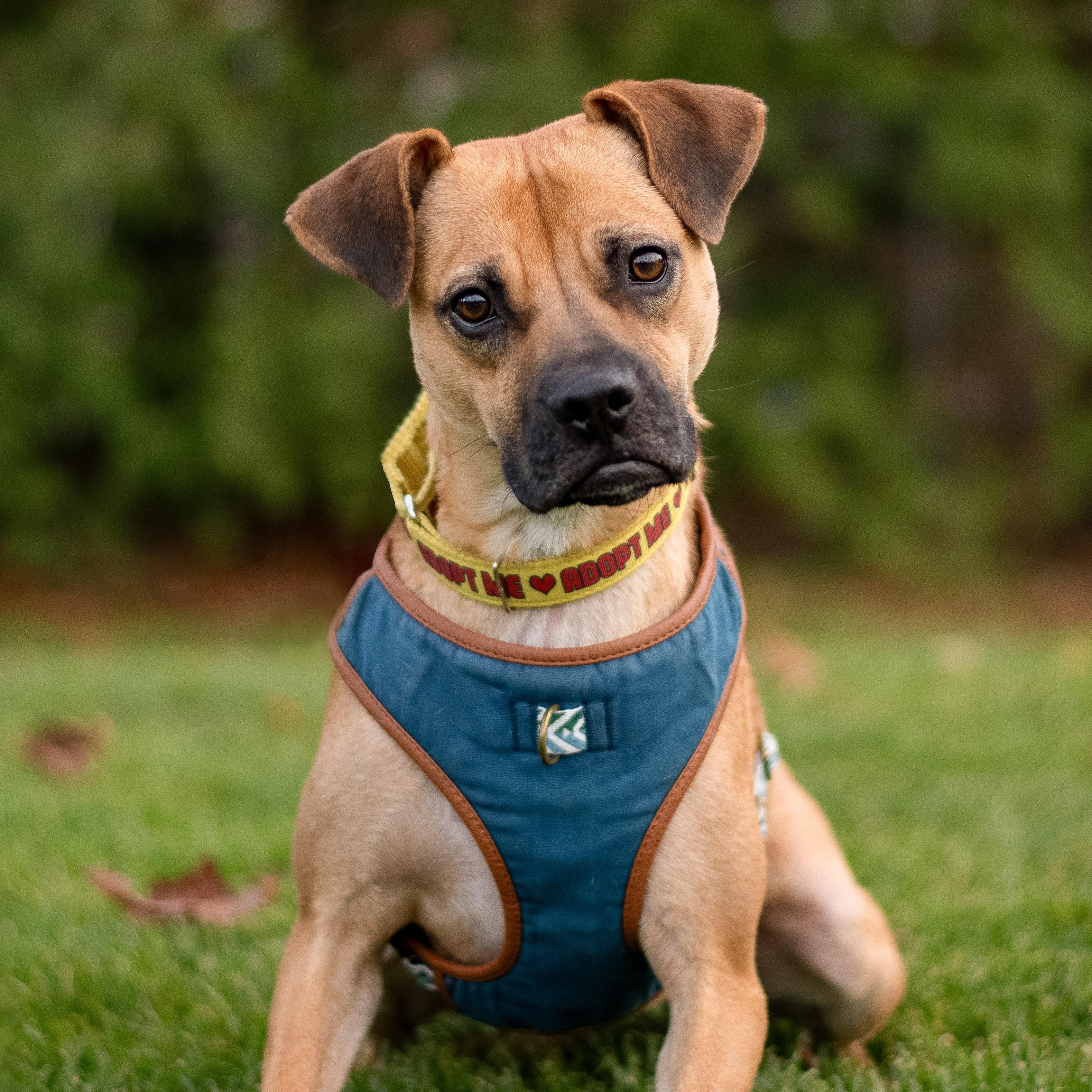 Enlarge Lua, a ADOPTABLE mixed breed in Mississauga, ON image 1/6