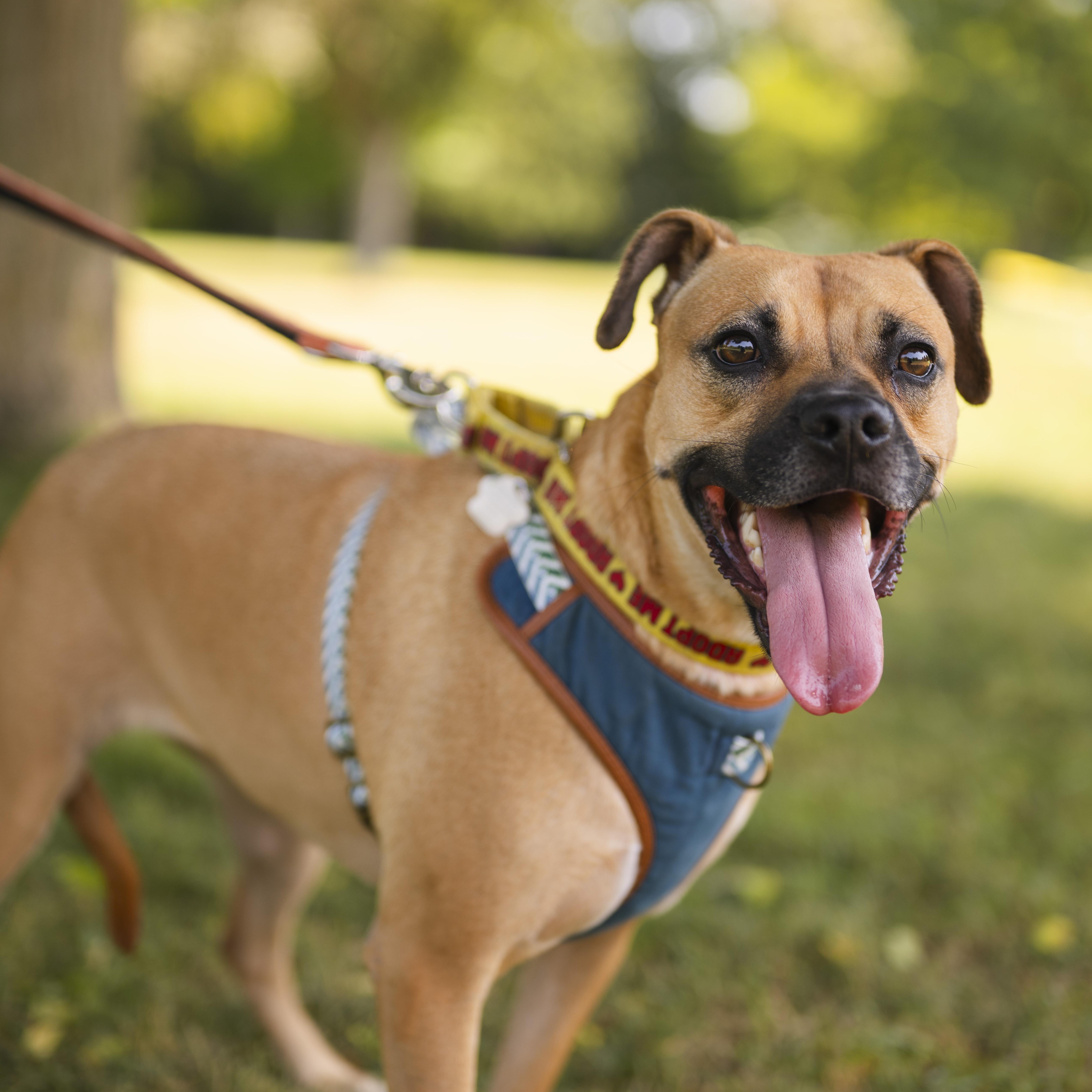 Enlarge Lua, a ADOPTABLE mixed breed in Mississauga, ON image 6/6