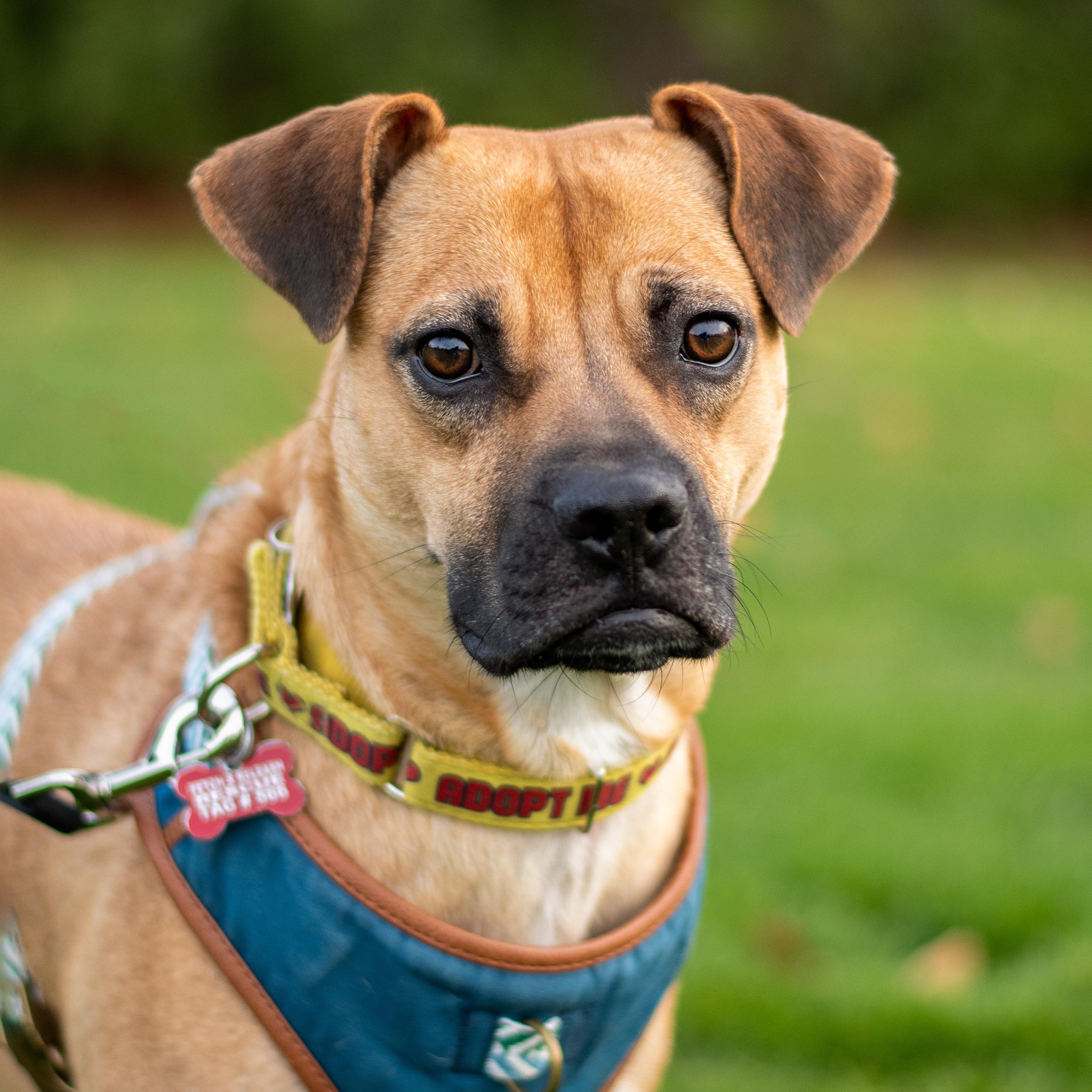 Enlarge Lua, a ADOPTABLE mixed breed in Mississauga, ON image 2/6