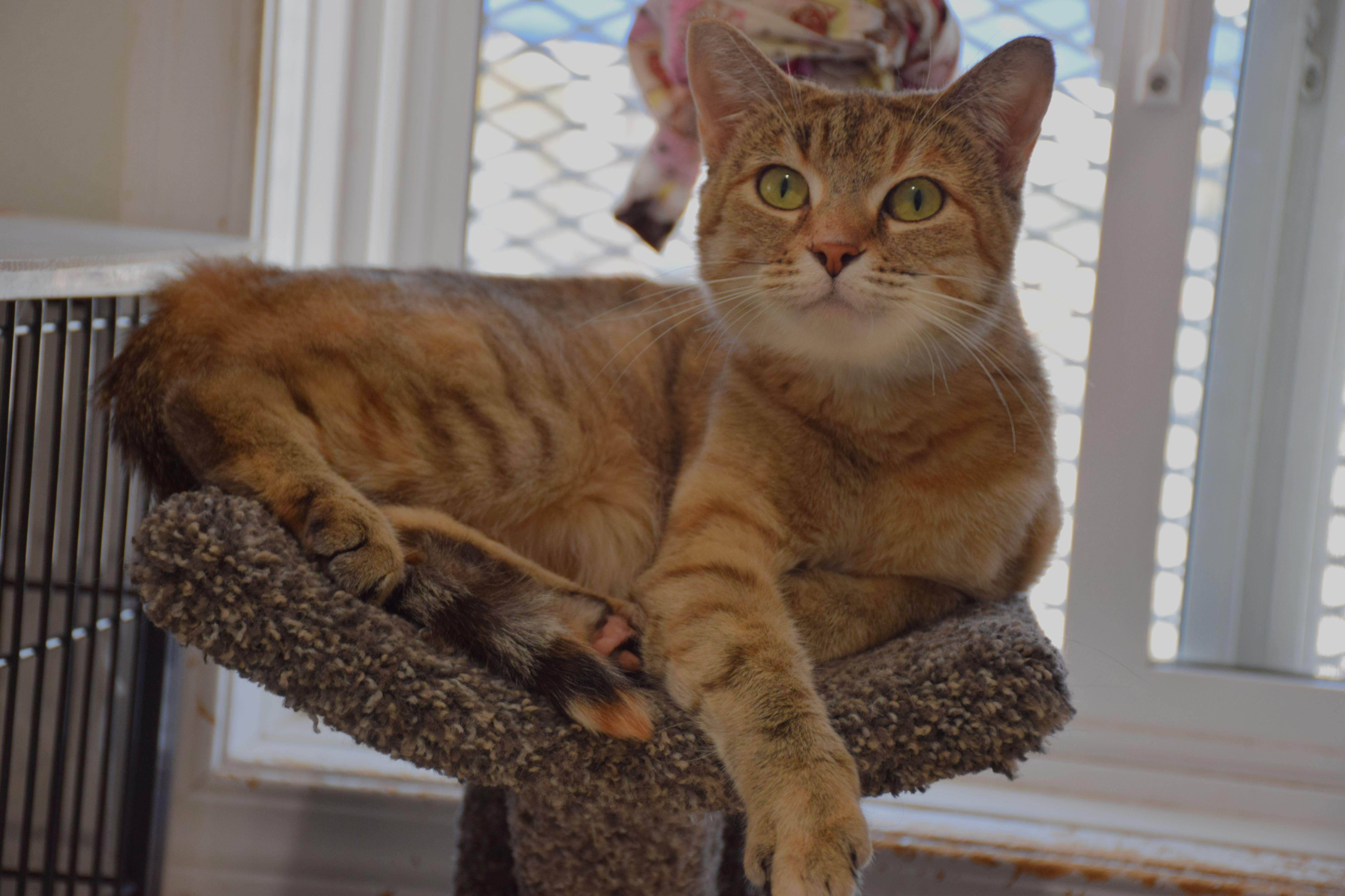 Enlarge Peggy, a Adoptable mixed breed in Claresholm, AB image 1/1