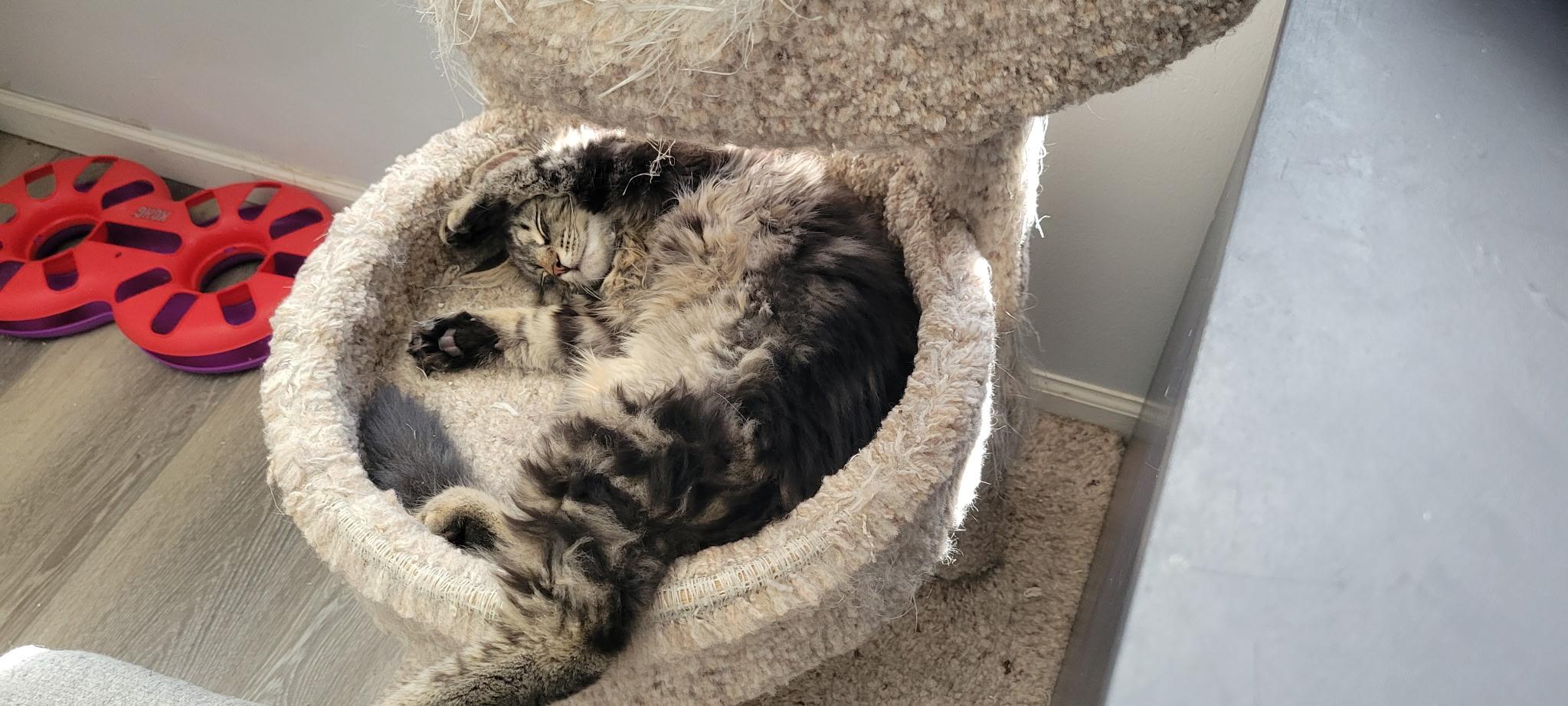 Enlarge Pretty Girl, an adopted Domestic Long Hair in Lewis Center, OH image 4/4