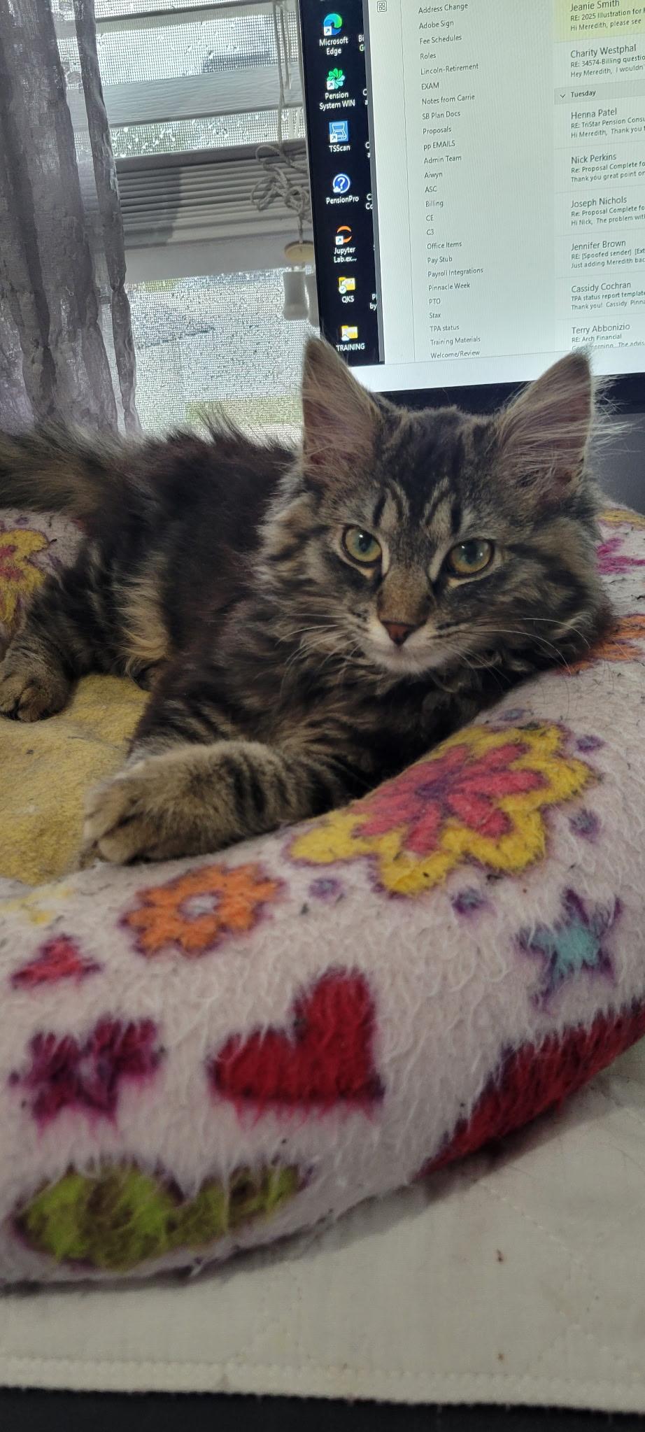 Enlarge Pretty Girl, an adopted Domestic Long Hair in Lewis Center, OH image 2/4