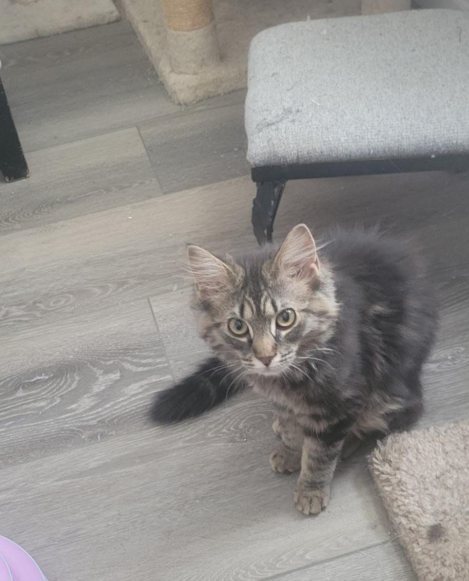 Pretty Girl, adopted, Kitten Female Domestic Long Hair.