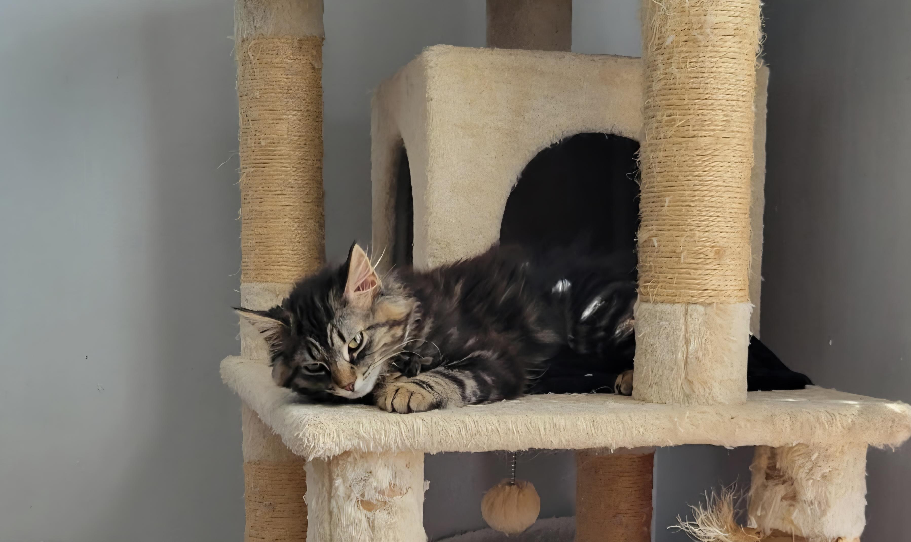 Enlarge Pretty Girl, an adopted Domestic Long Hair in Lewis Center, OH image 3/4