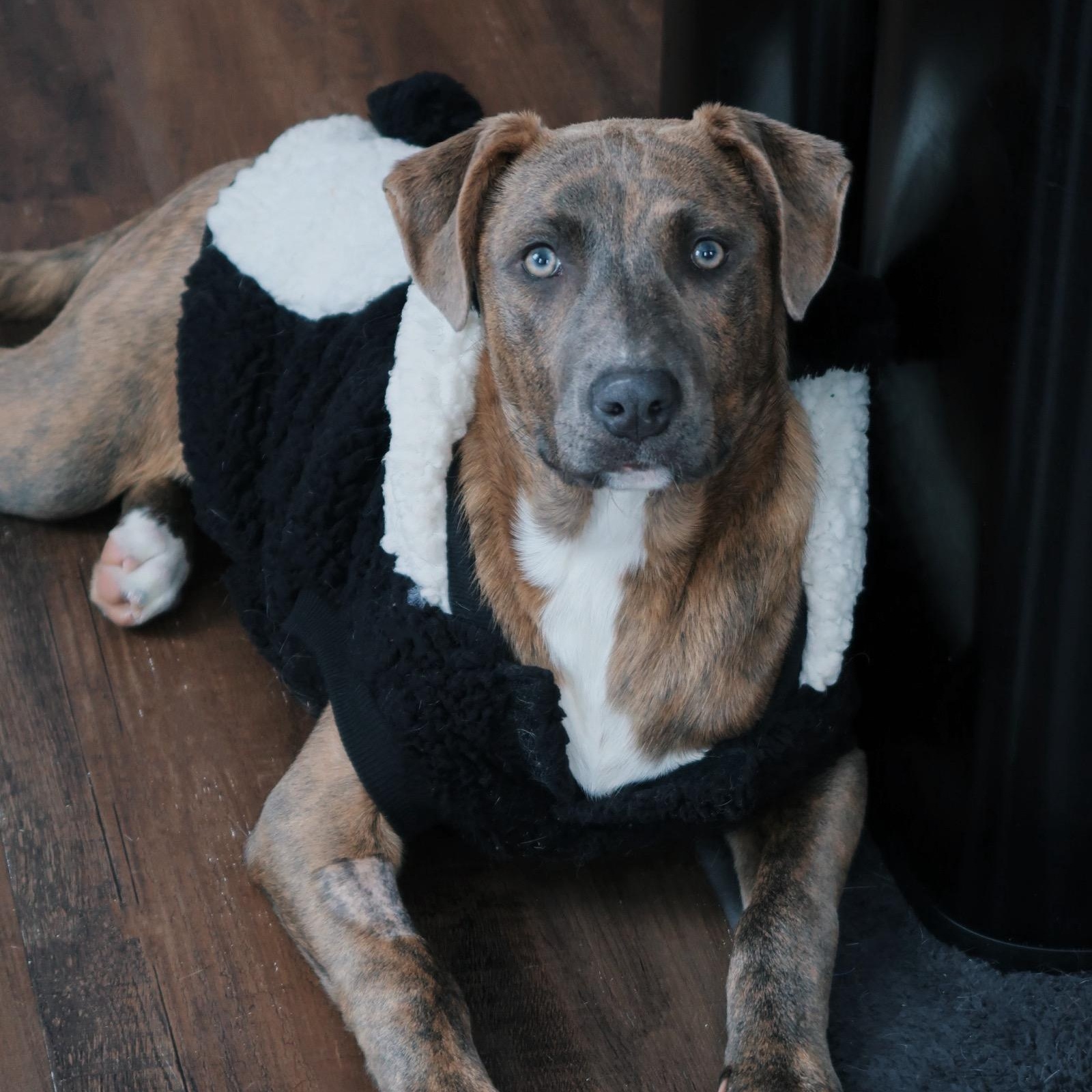 Enlarge CHYNA, an adoptable Mixed Breed in Cranston, RI image 1/2