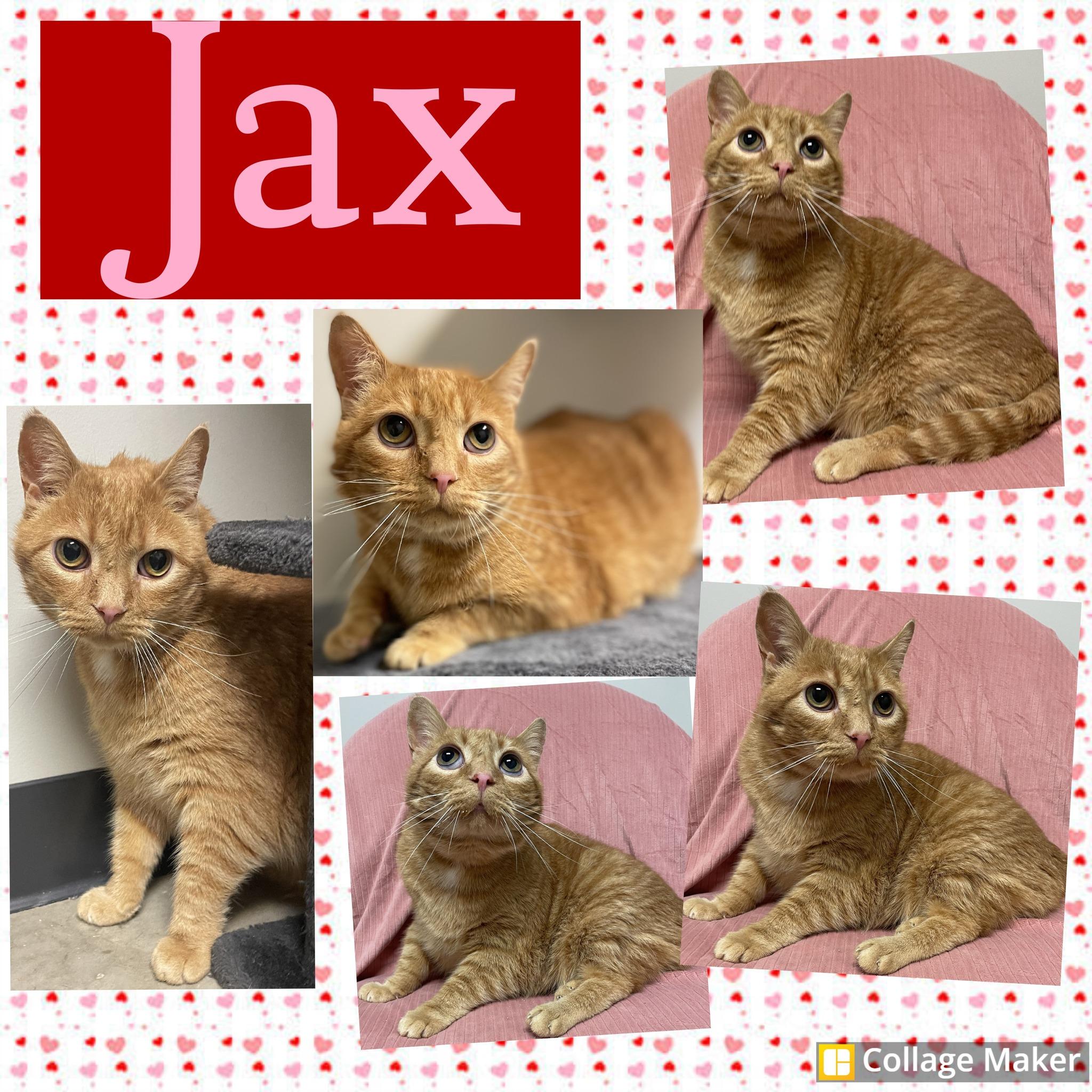 Jax, ADOPTABLE, Senior Male Domestic Short Hair.