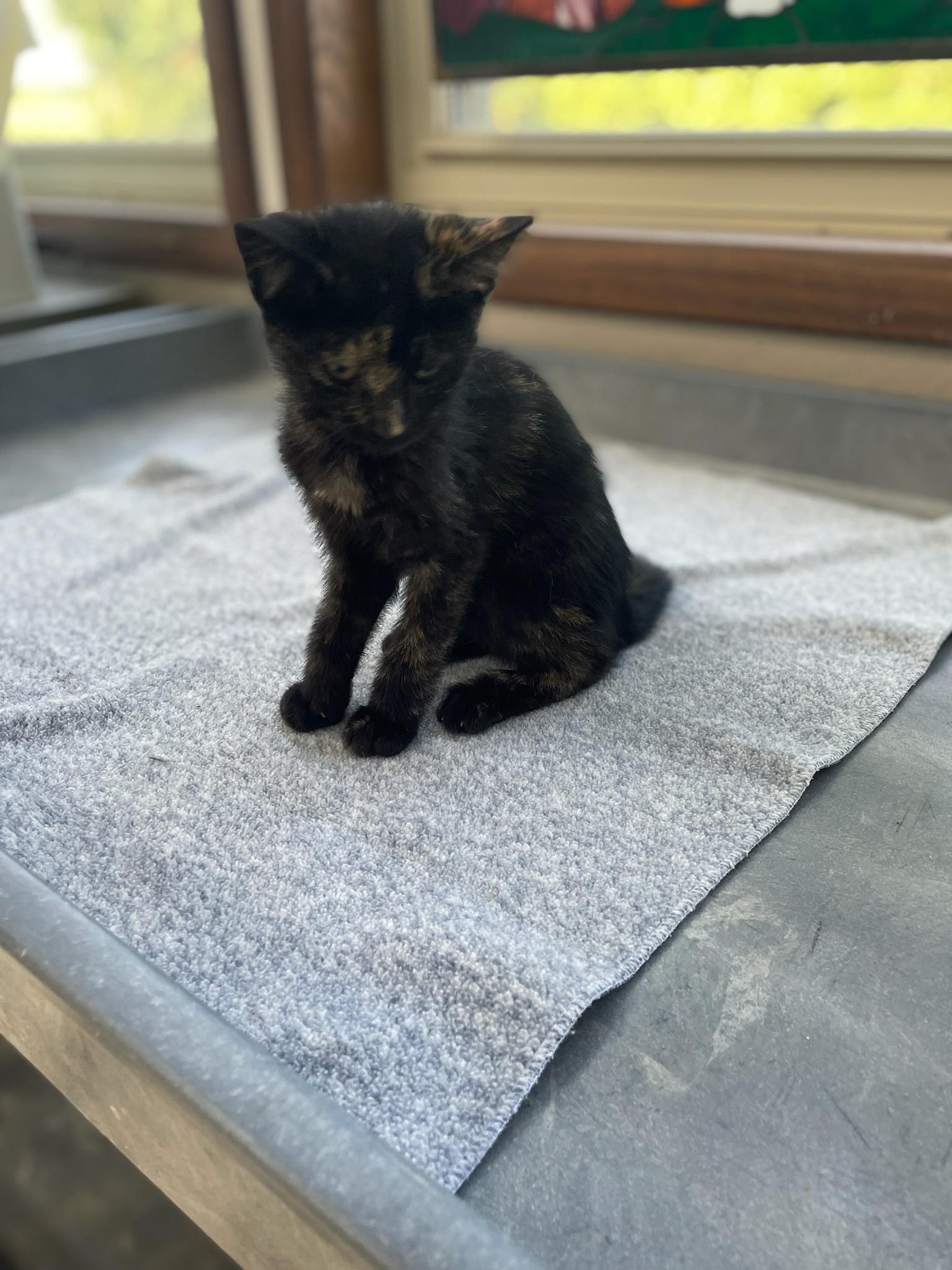 Coca Cola, an adopted Domestic Short Hair in Neillsville, WI image 5/6