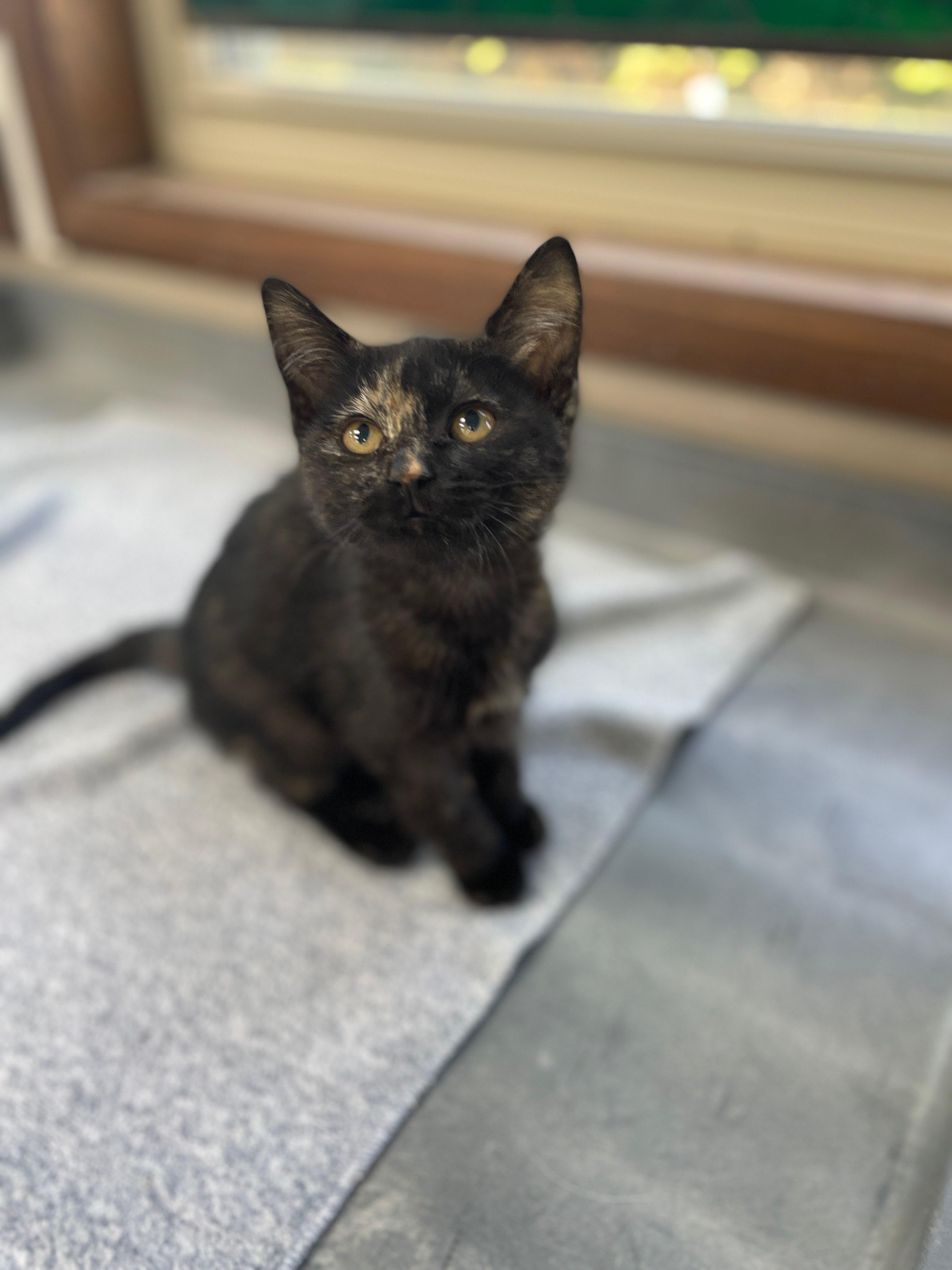 Coca Cola, an adopted Domestic Short Hair in Neillsville, WI image 3/6