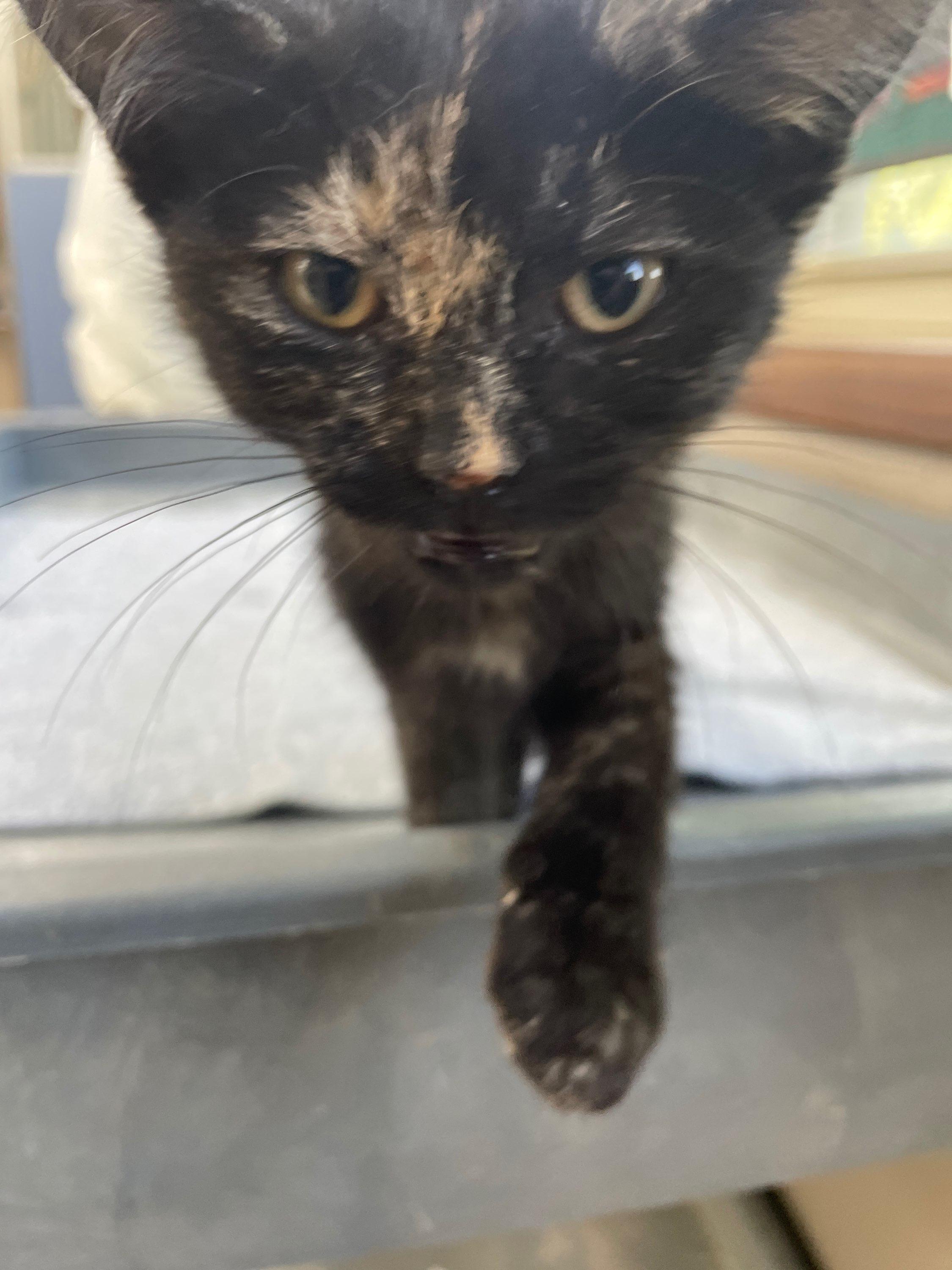 Coca Cola, an adopted Domestic Short Hair in Neillsville, WI image 4/6