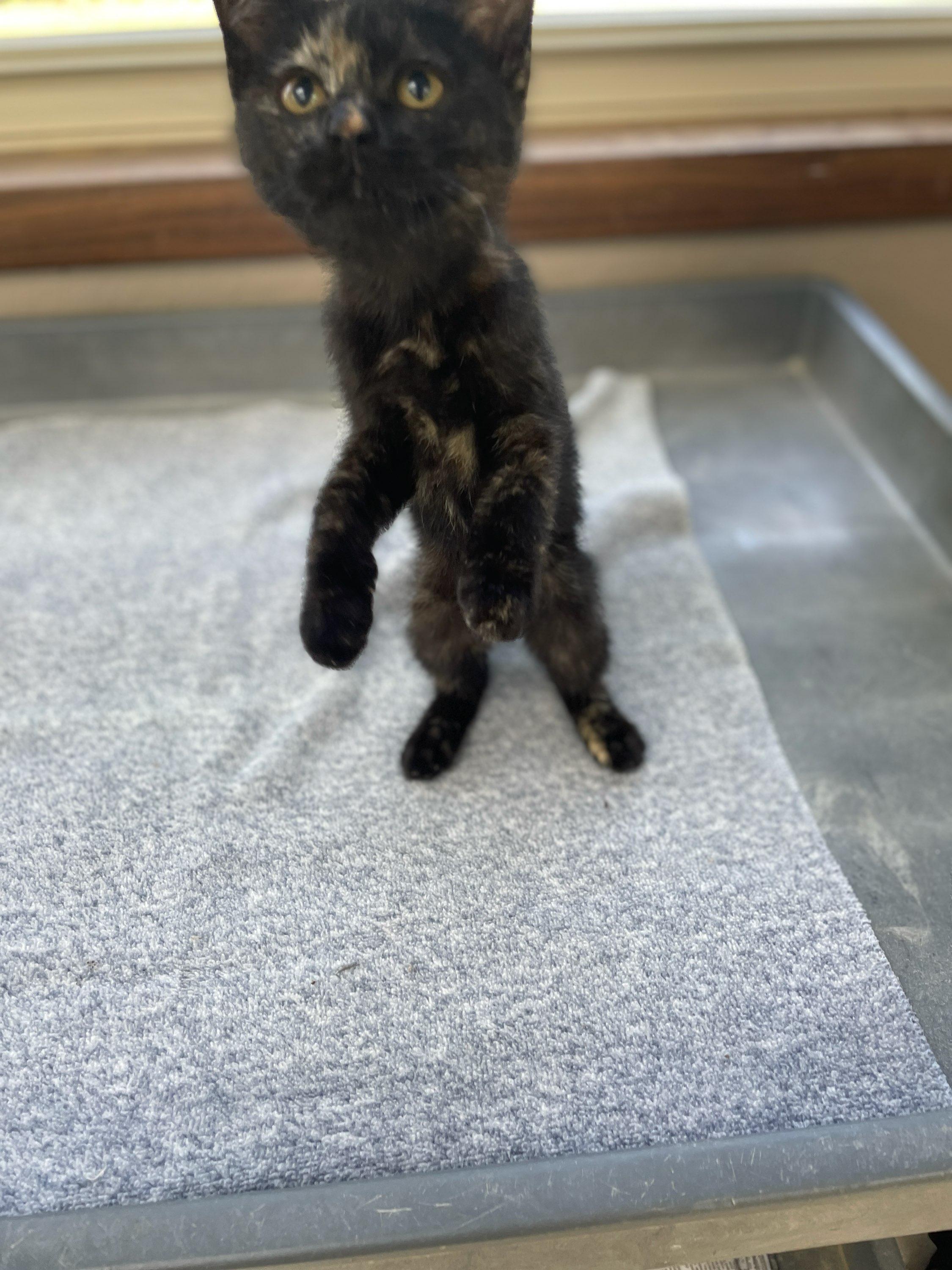 Coca Cola, an adopted Domestic Short Hair in Neillsville, WI image 6/6