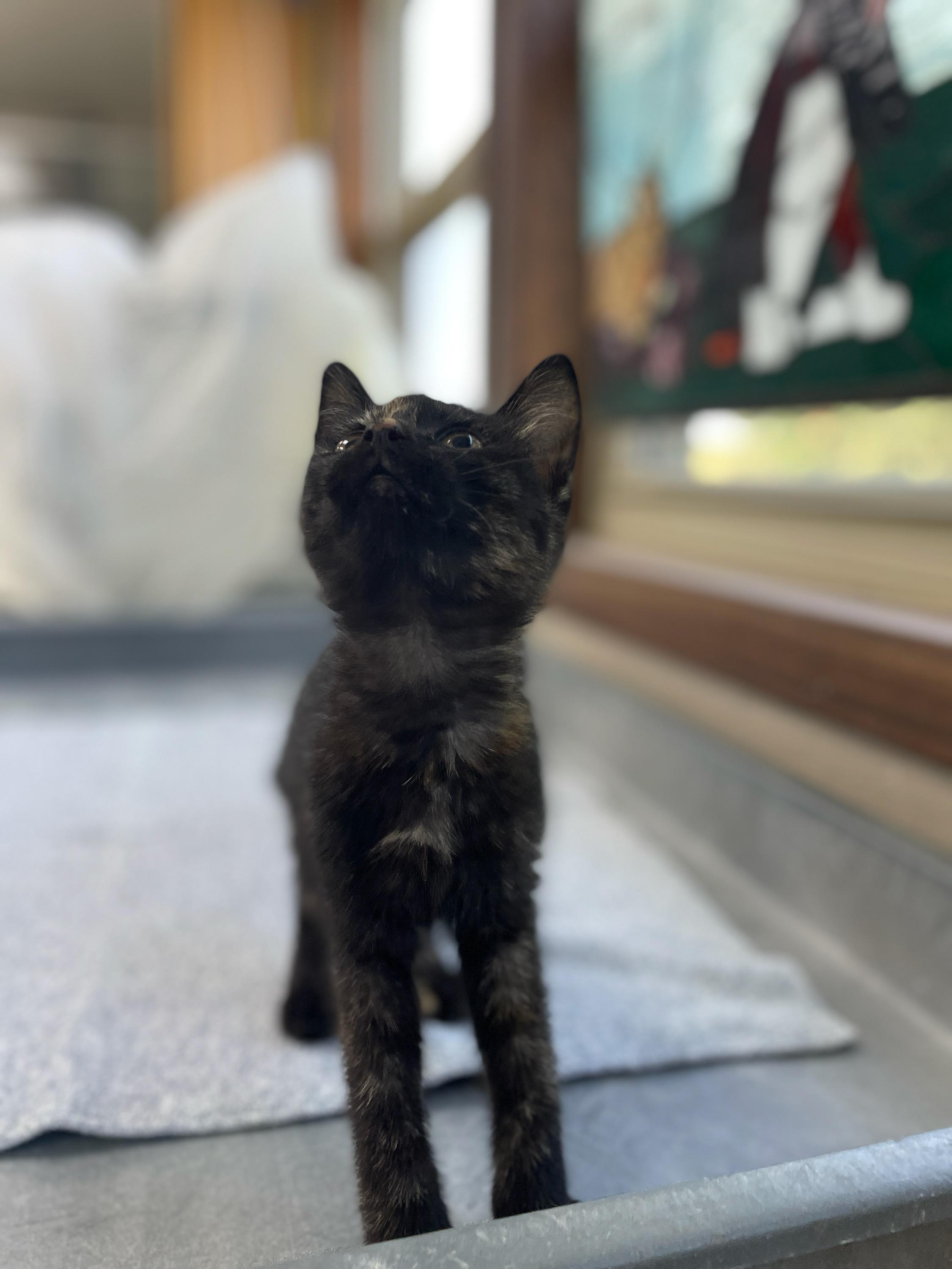 Coca Cola, an adopted Domestic Short Hair in Neillsville, WI image 2/6