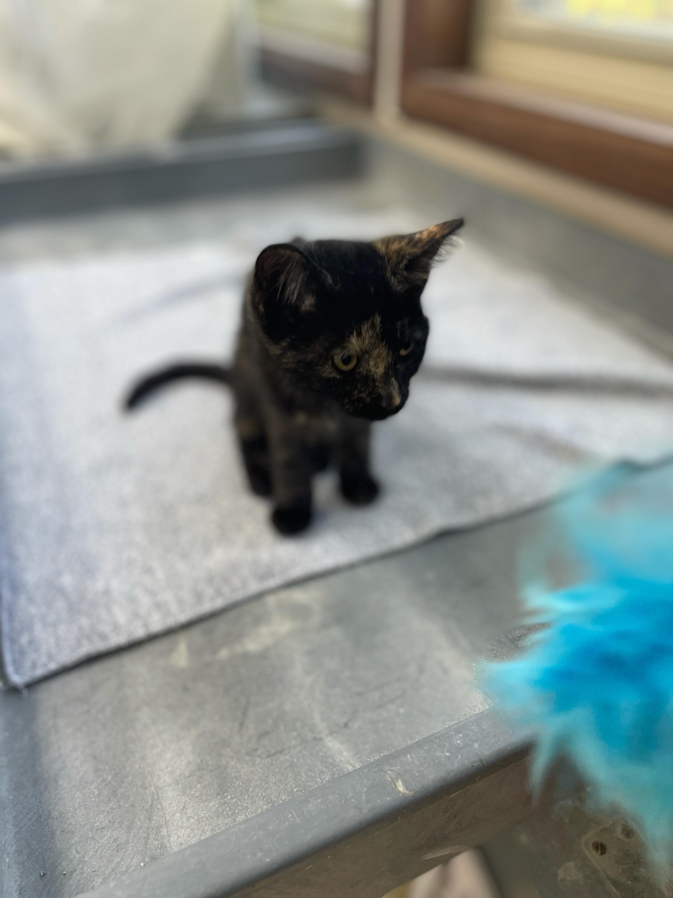 Coca Cola, adopted, Kitten Female Domestic Short Hair.