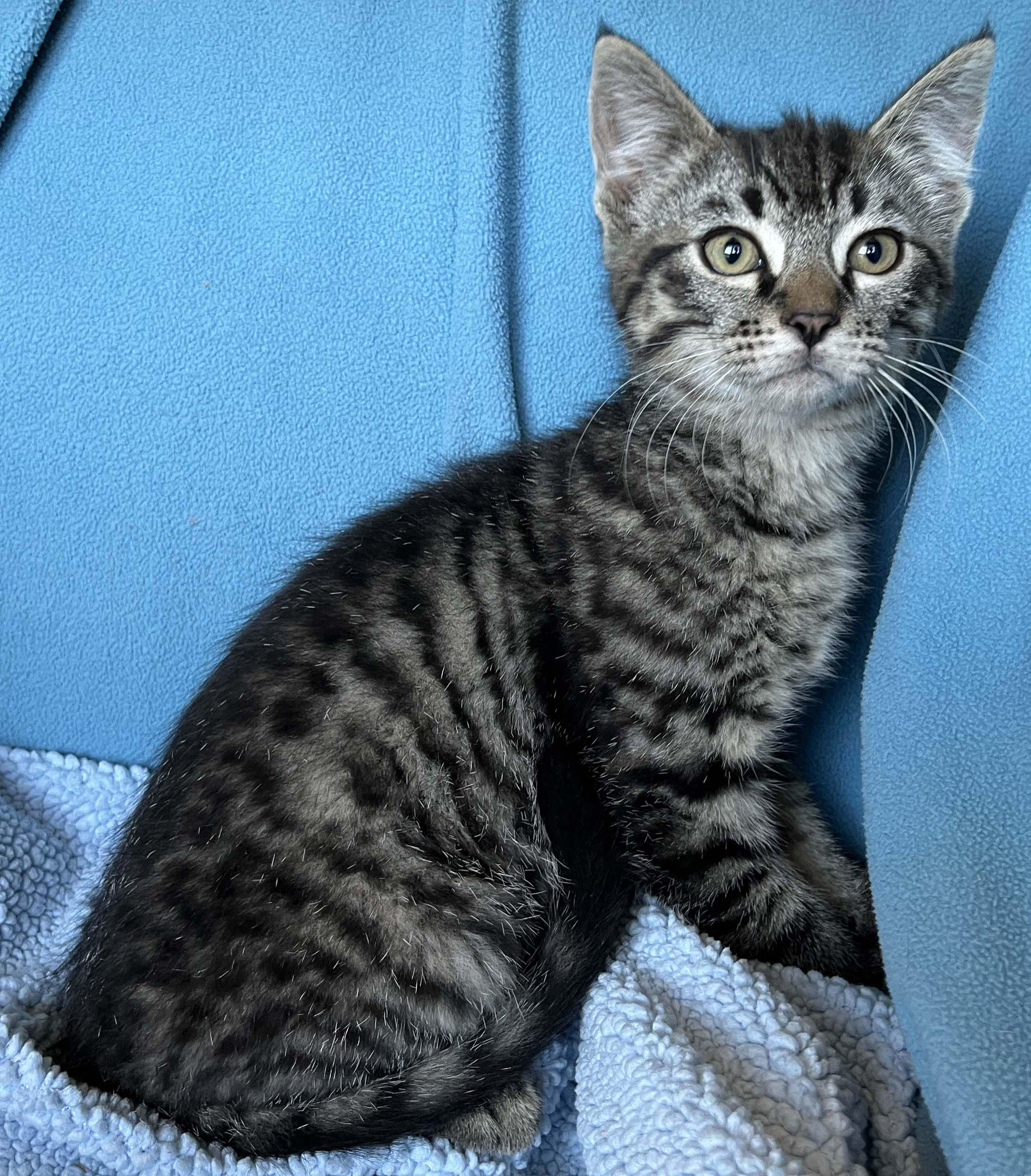 Ivy, Baby Female Tabby