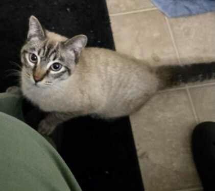 Jack, Adopted, Young Male Siamese.