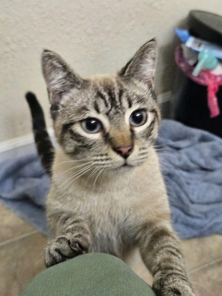 Enlarge Jack, a Adopted Siamese in Castro Valley, CA image 3/3