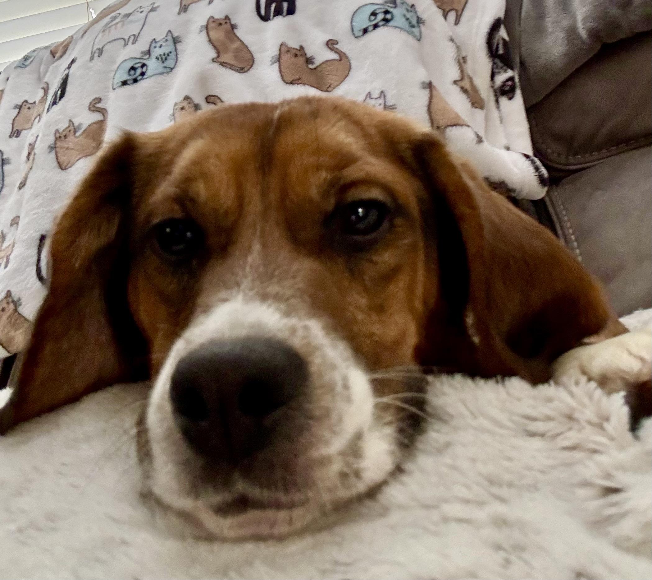 Enlarge Eeyore, an adopted Beagle in South Plainfield, NJ image 2/2