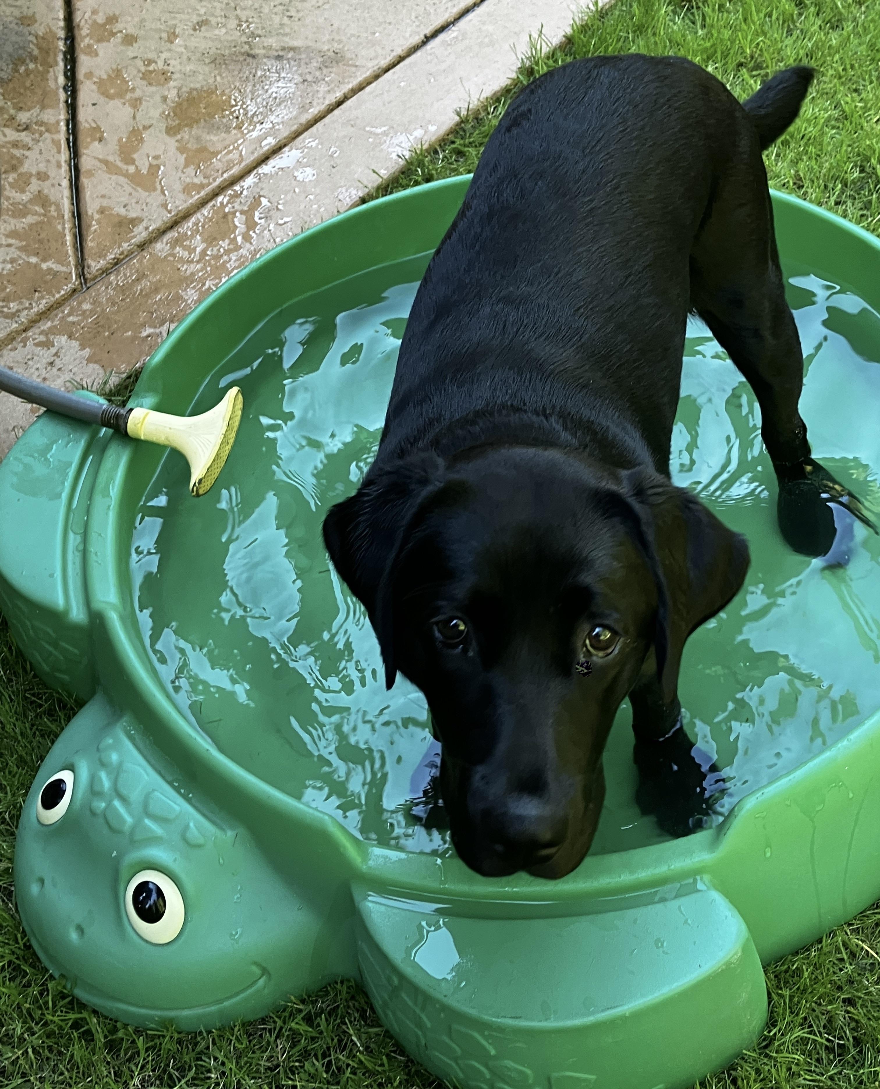 Enlarge Lily Bell, an adopted Black Labrador Retriever in Anacortes, WA image 3/3