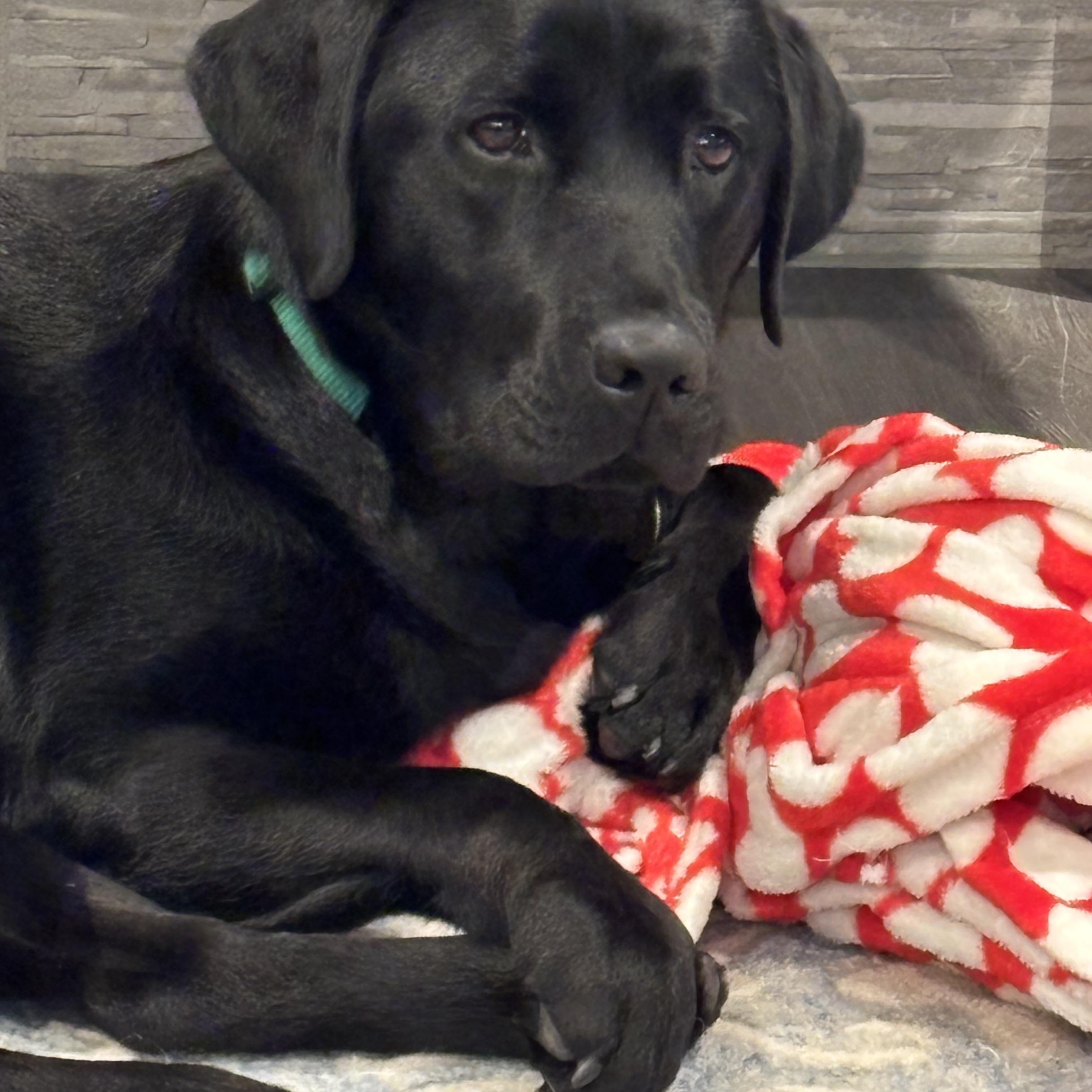 Lily Bell, adopted, Young Female Black Labrador Retriever.