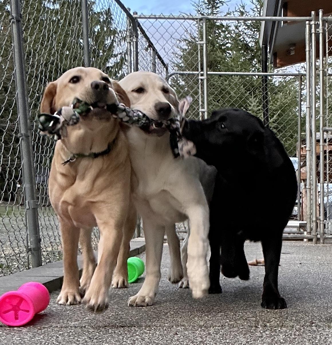 Enlarge Lily Bell, an adopted Black Labrador Retriever in Anacortes, WA image 2/3