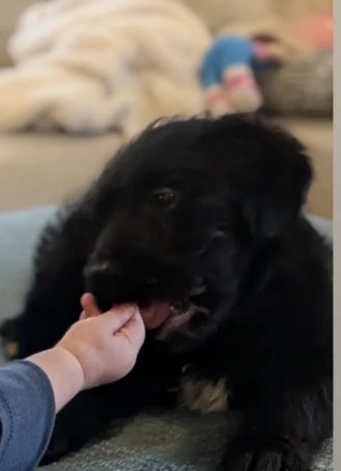 Enlarge Borscht, a ADOPTABLE mixed breed in Richmond, VA image 2/2