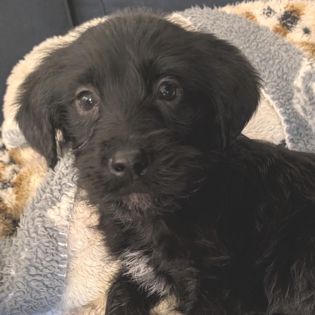 Borscht, ADOPTABLE, Puppy Female Poodle & Border Collie.
