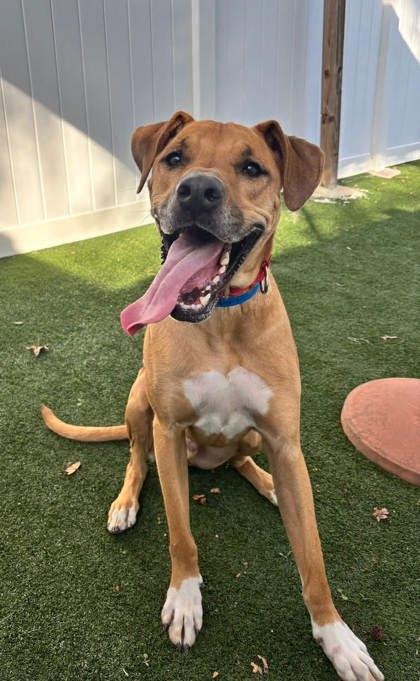 Robert, Adoptable, Adult Male Mixed Breed & Mixed Breed.