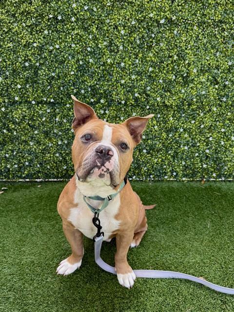 GERALD, Adoptable, Adult Male American Bulldog & Mixed Breed.