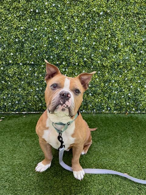 GERALD, Adoptable, Adult Male American Bulldog & Mixed Breed.