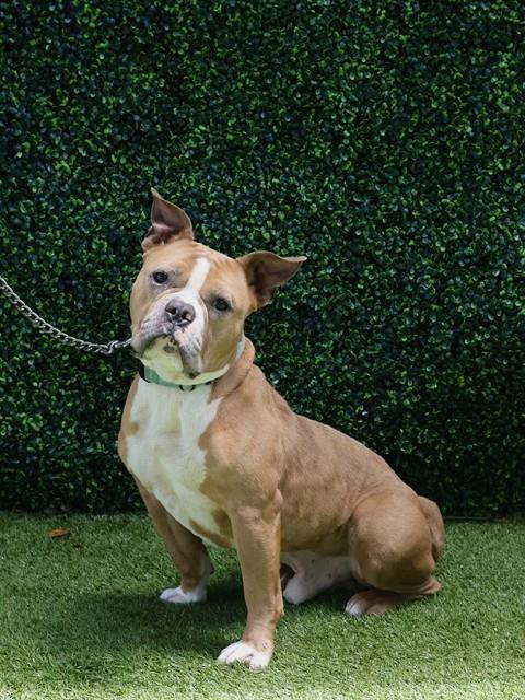 Enlarge GERALD, a Adoptable mixed breed in Naples, FL image 1/1