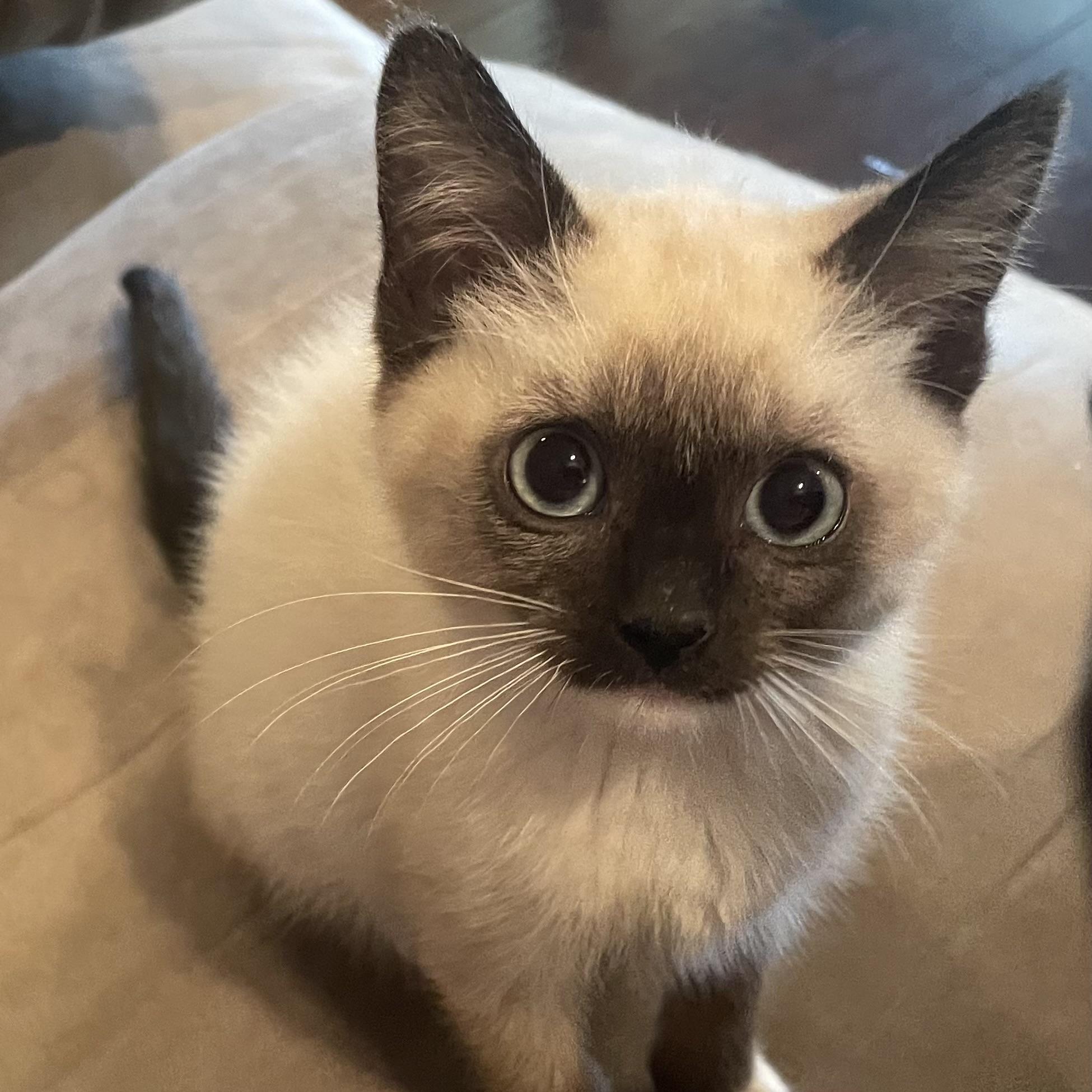 Salad, adopted, Kitten Female Siamese.