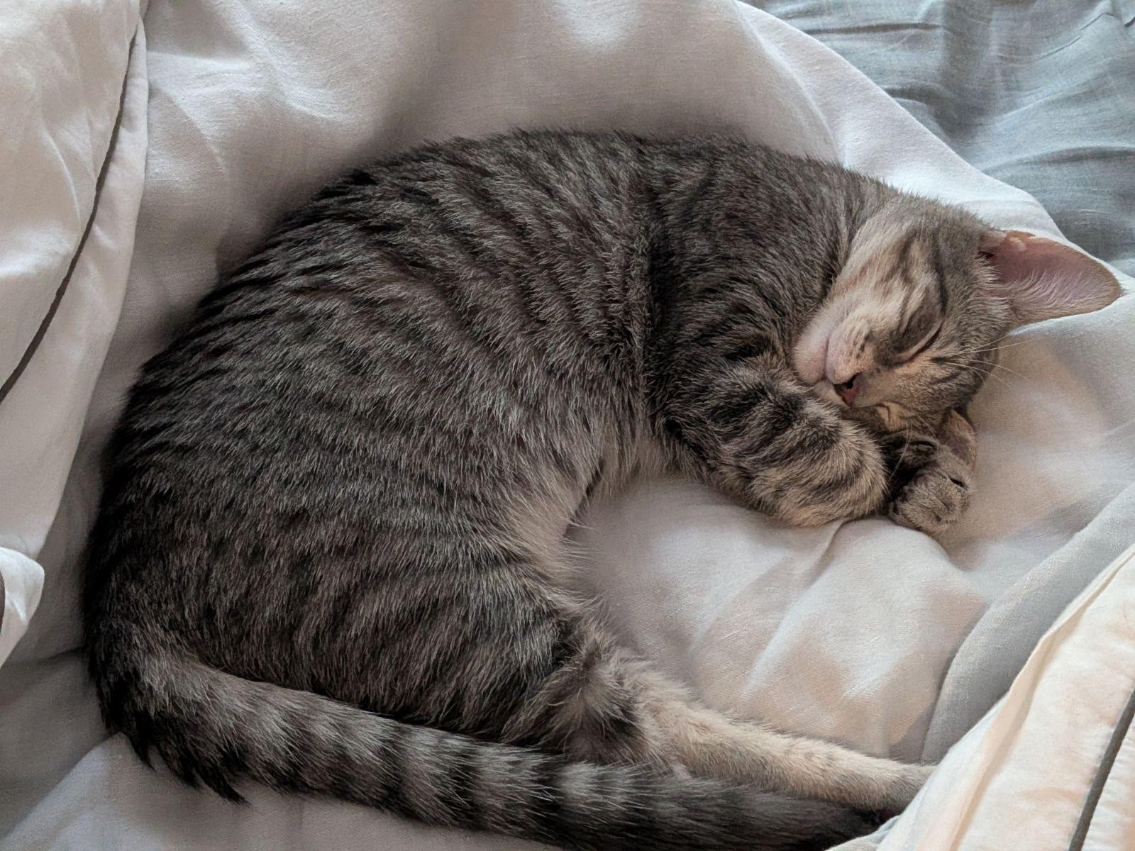 Enlarge Rivington and Delancey, a Adoptable Domestic Short Hair in Brooklyn, NY image 4/6