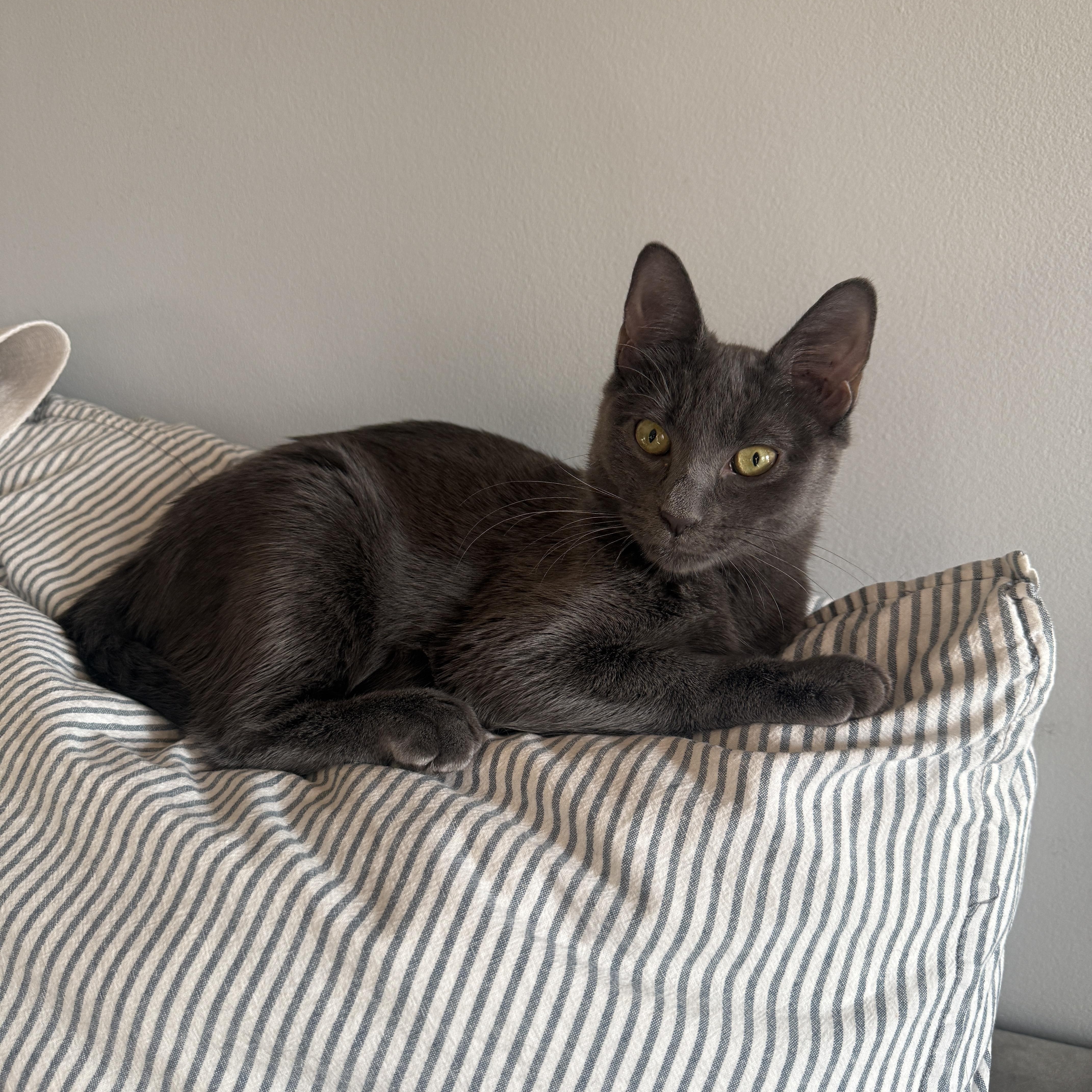 Enlarge Rivington and Delancey, a Adoptable Domestic Short Hair in Brooklyn, NY image 5/6