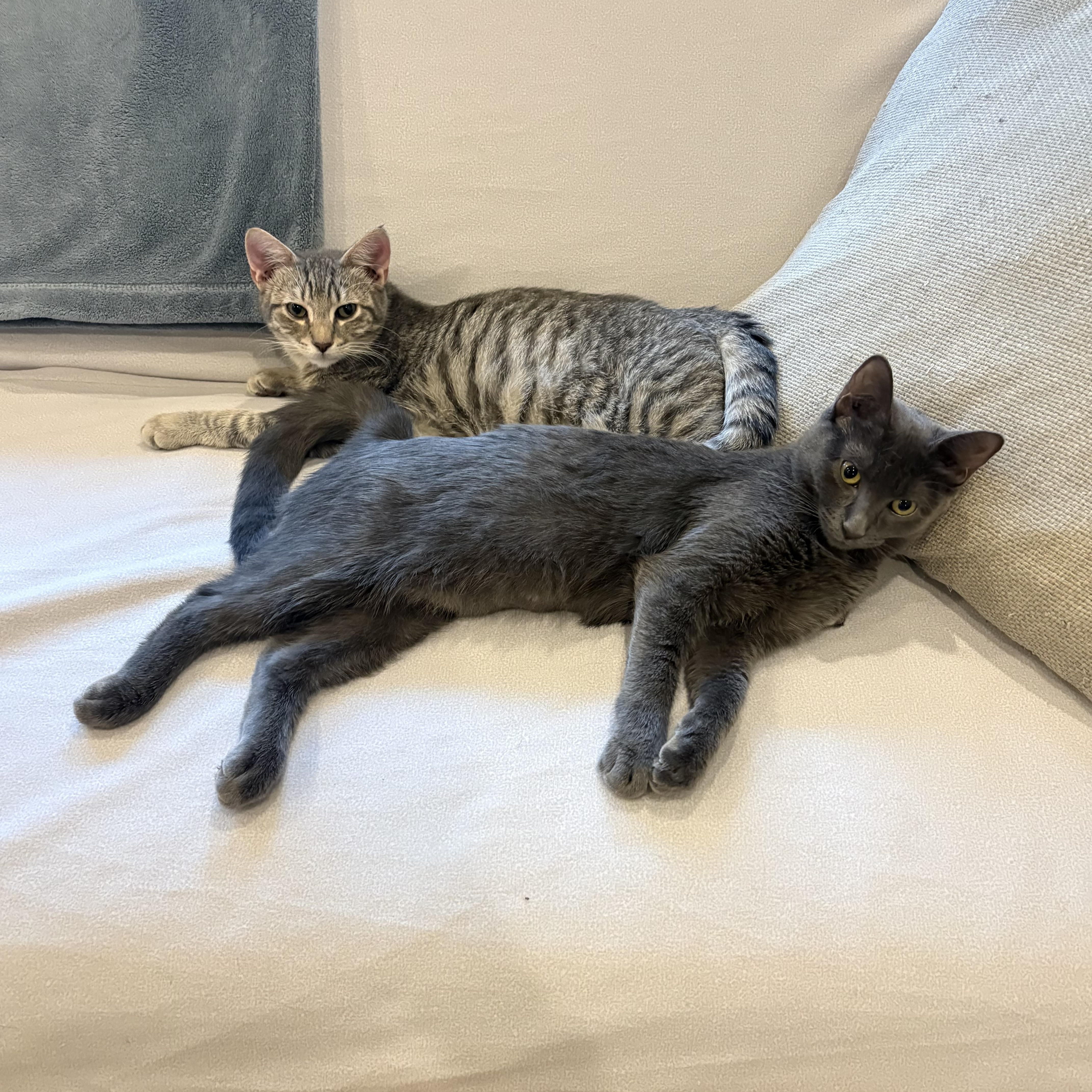 Enlarge Rivington and Delancey, a Adoptable Domestic Short Hair in Brooklyn, NY image 2/6