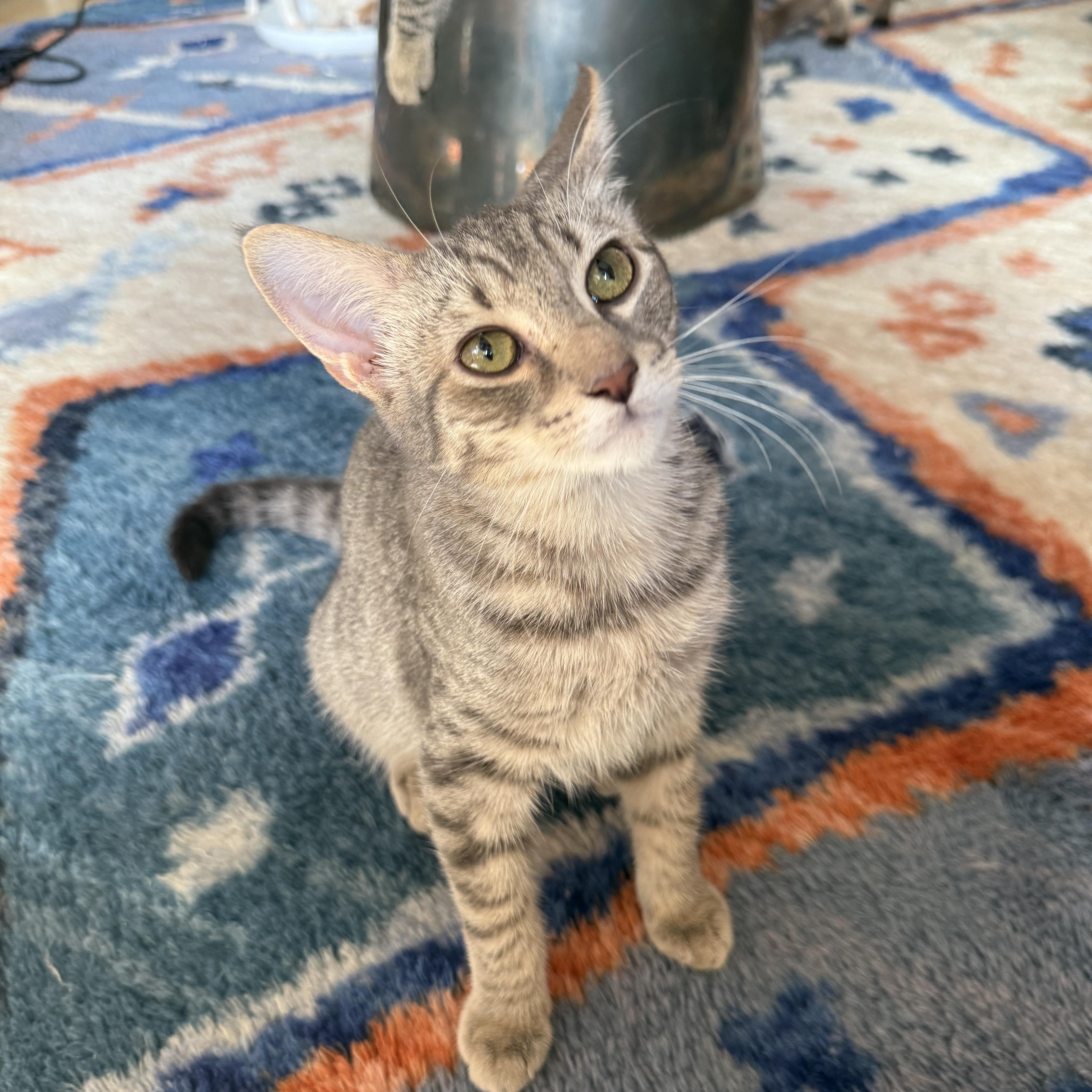 Rivington and Delancey, Adoptable, Kitten Male Domestic Short Hair.