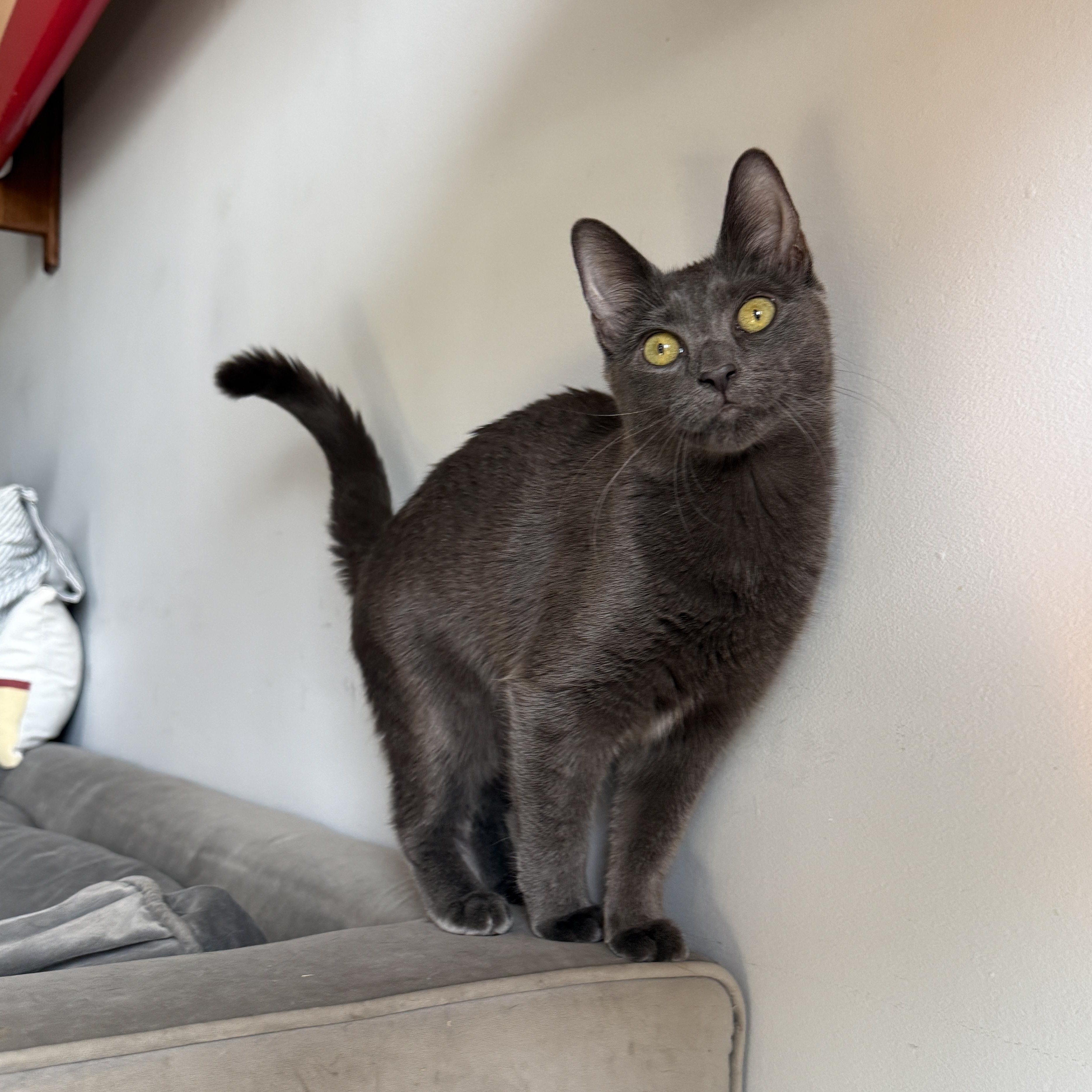 Enlarge Rivington and Delancey, a Adoptable Domestic Short Hair in Brooklyn, NY image 3/6