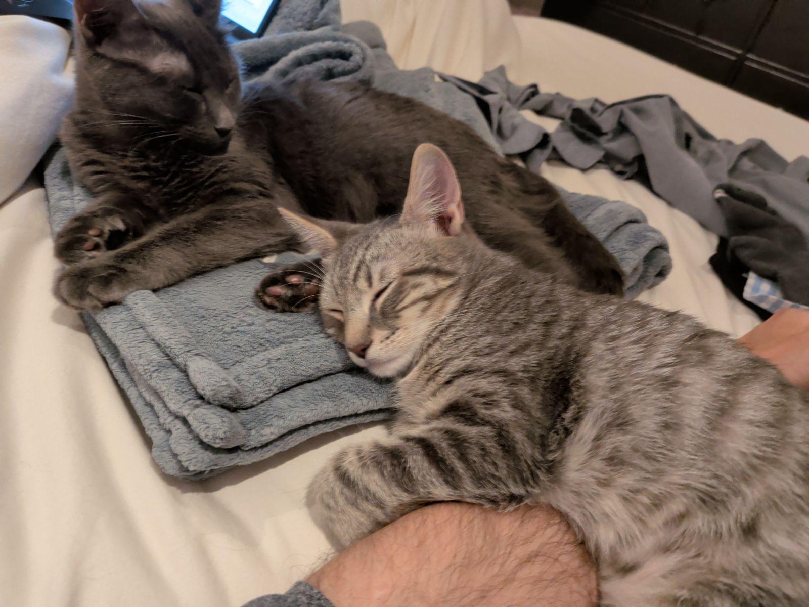 Enlarge Rivington and Delancey, a Adoptable Domestic Short Hair in Brooklyn, NY image 6/6