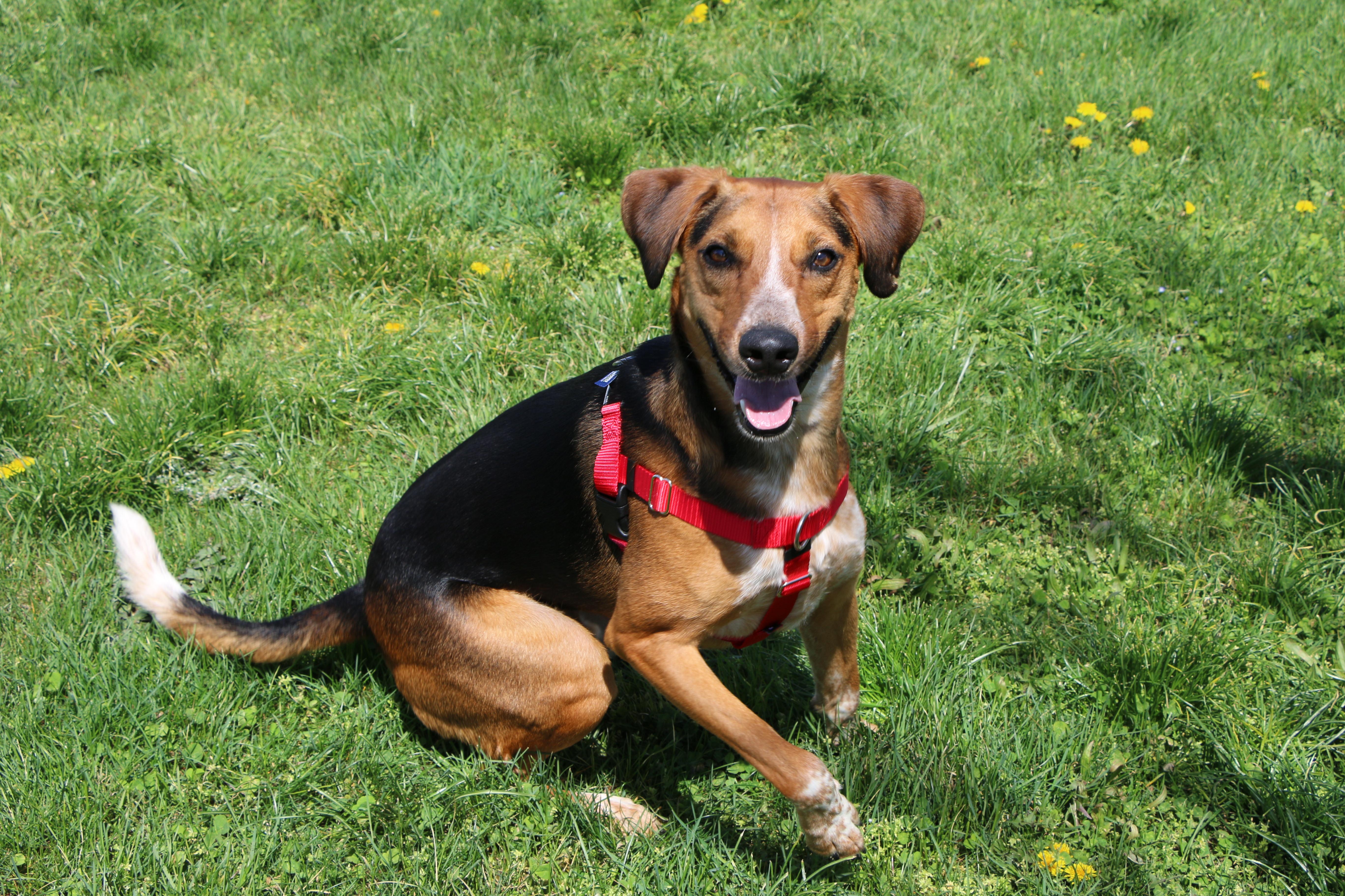 Enlarge Amelio, a Adoptable mixed breed in Charles Town, WV image 6/6