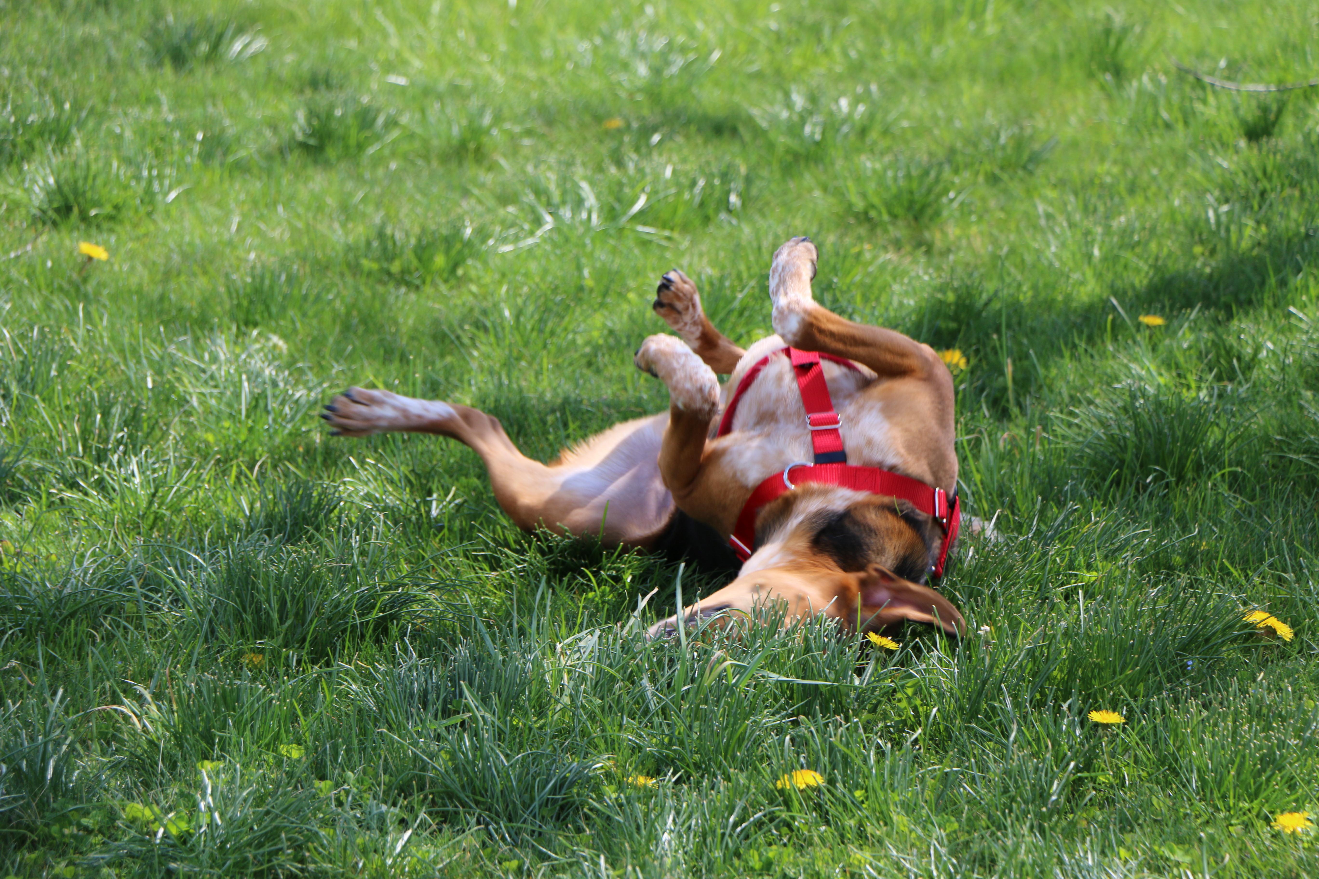 Enlarge Amelio, a Adoptable mixed breed in Charles Town, WV image 5/6