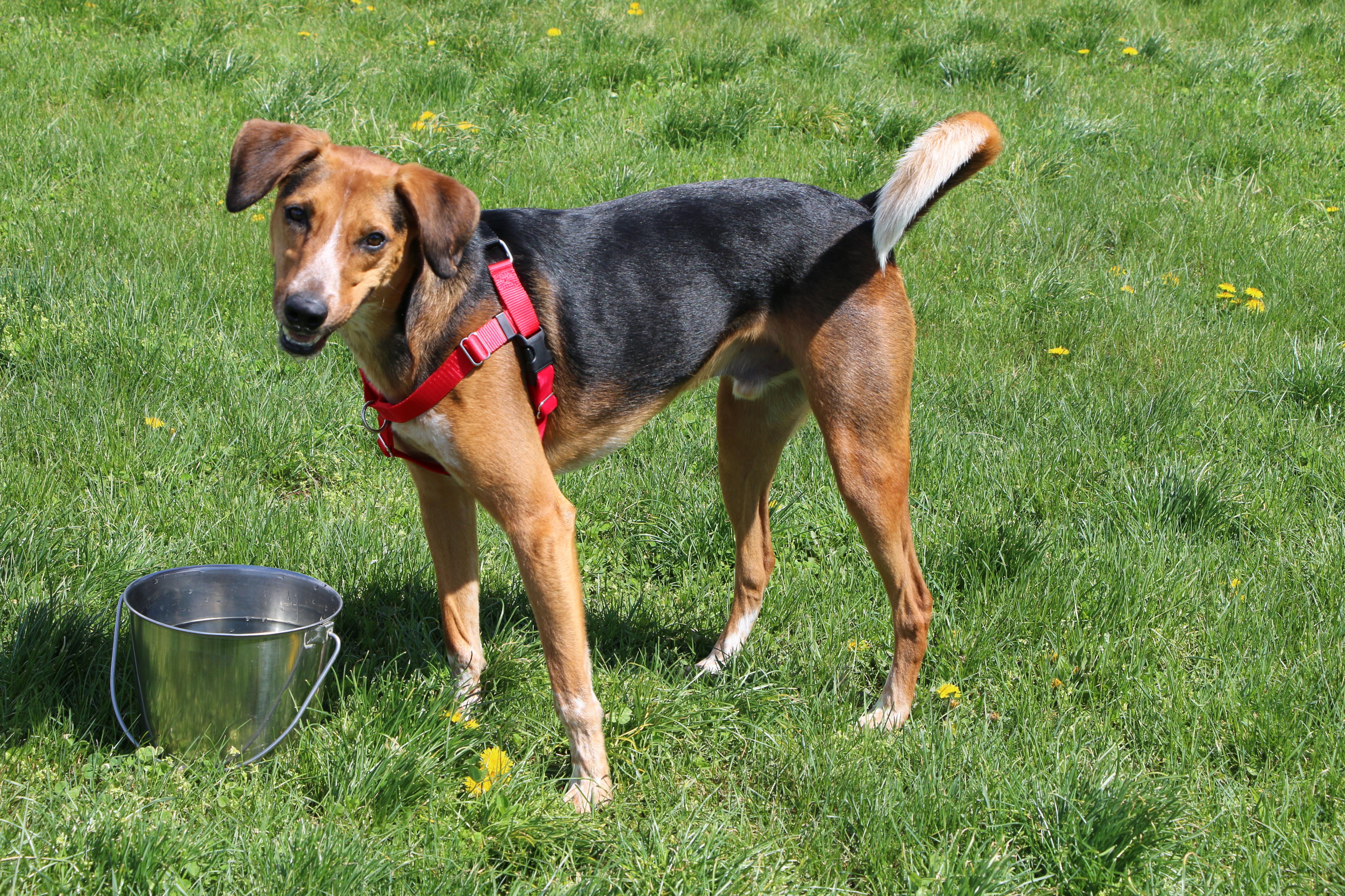 Enlarge Amelio, a Adoptable mixed breed in Charles Town, WV image 4/6