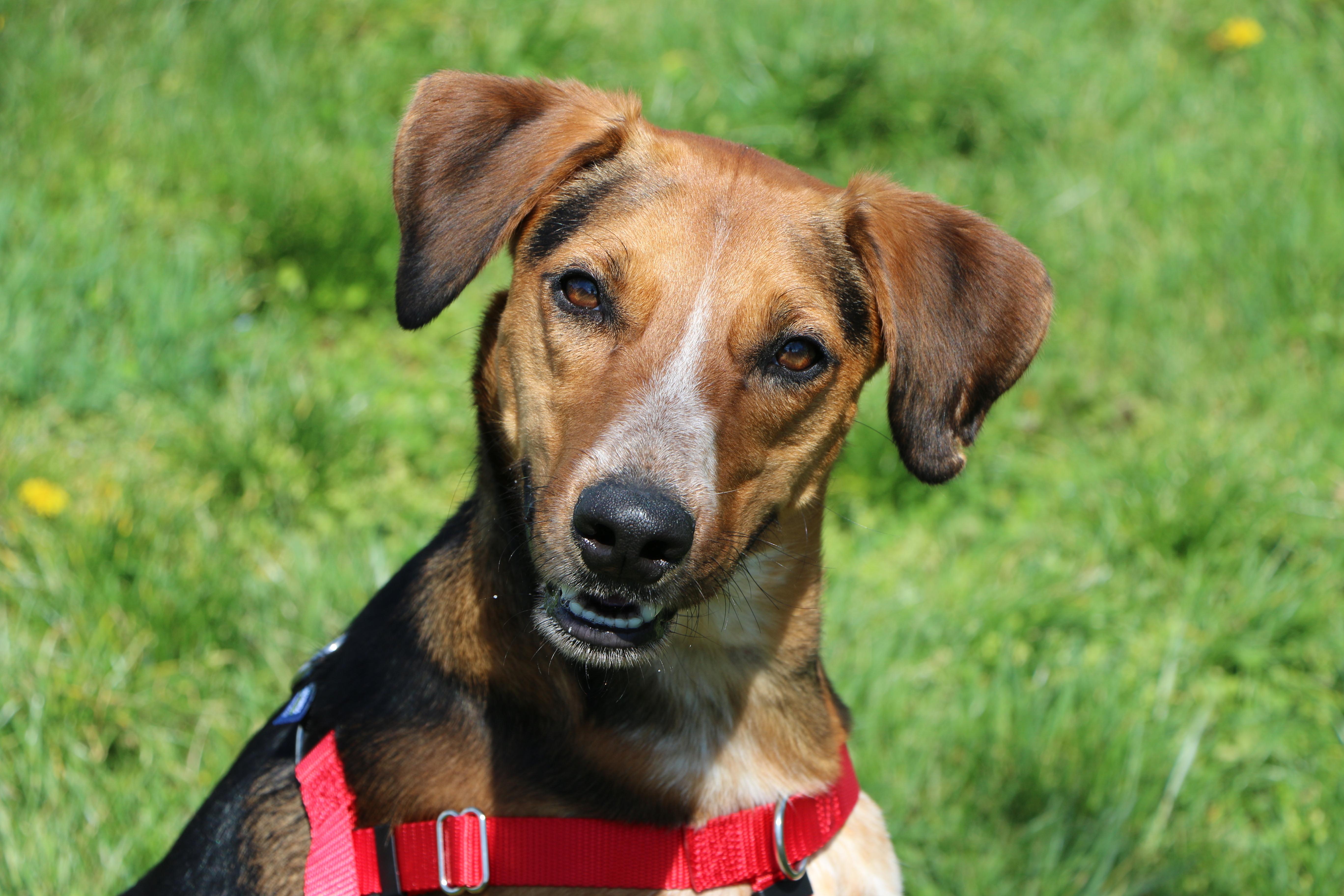 Amelio, Adoptable, Adult Male Hound.