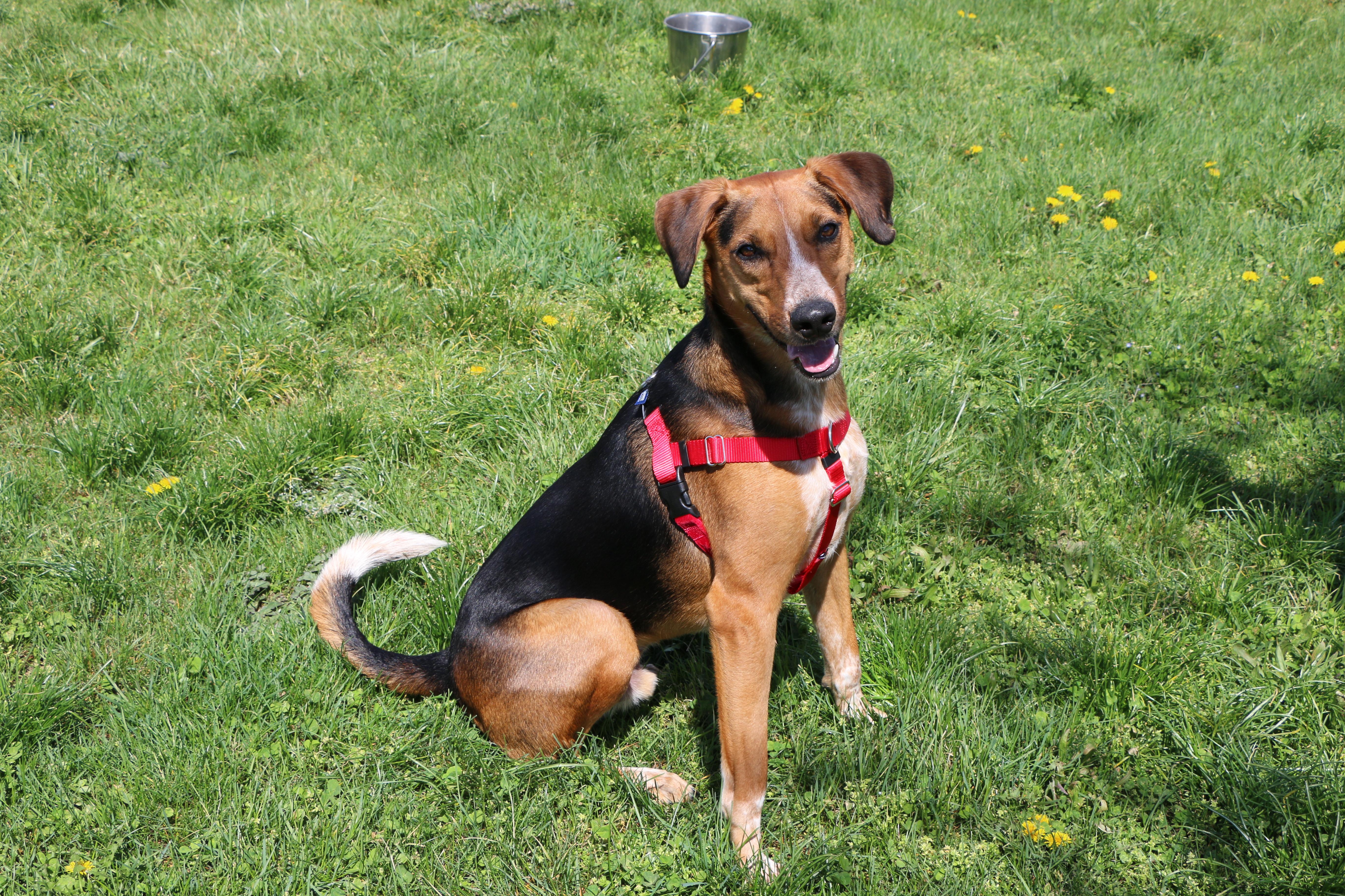 Enlarge Amelio, a Adoptable mixed breed in Charles Town, WV image 2/6