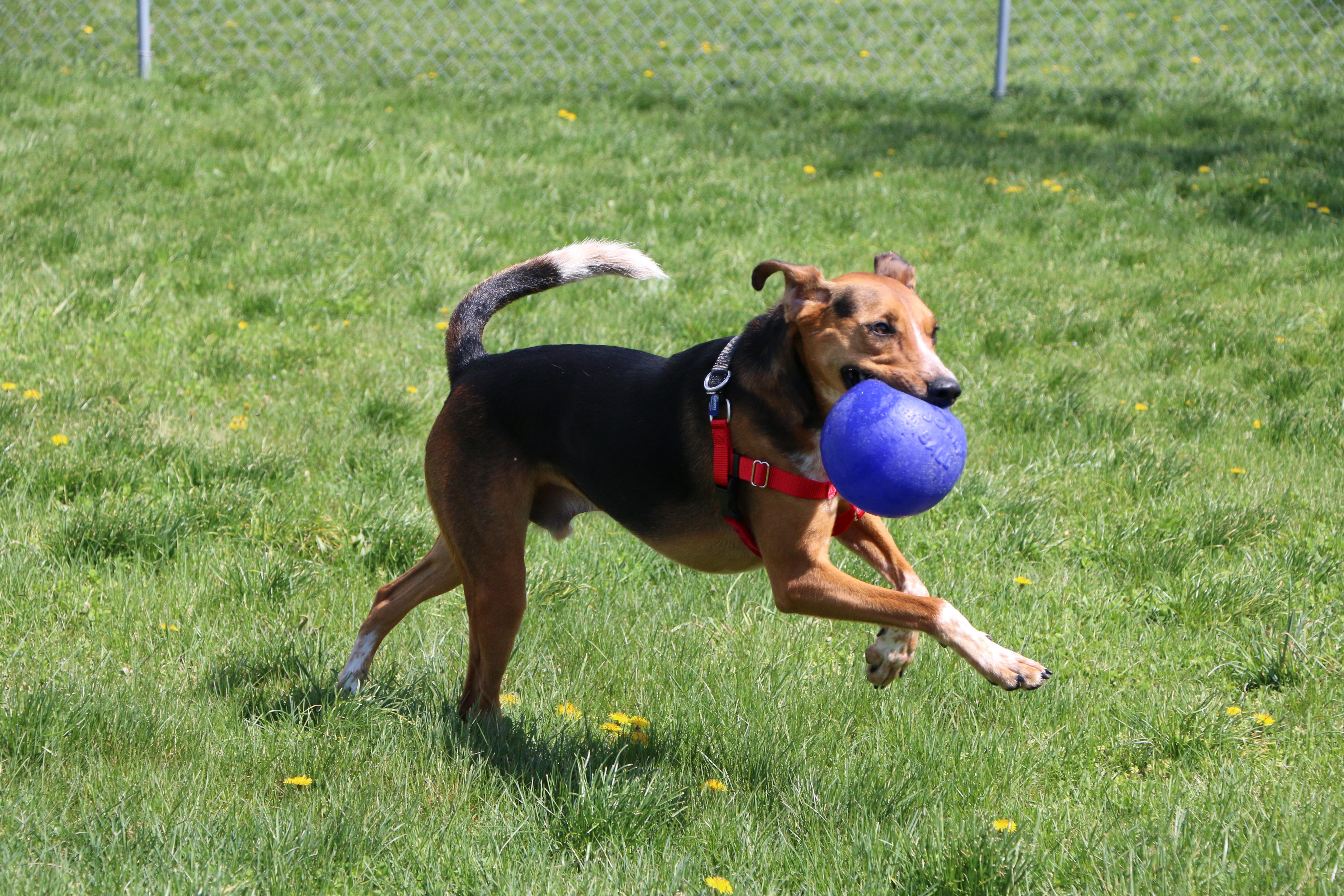 Enlarge Amelio, a Adoptable mixed breed in Charles Town, WV image 3/6