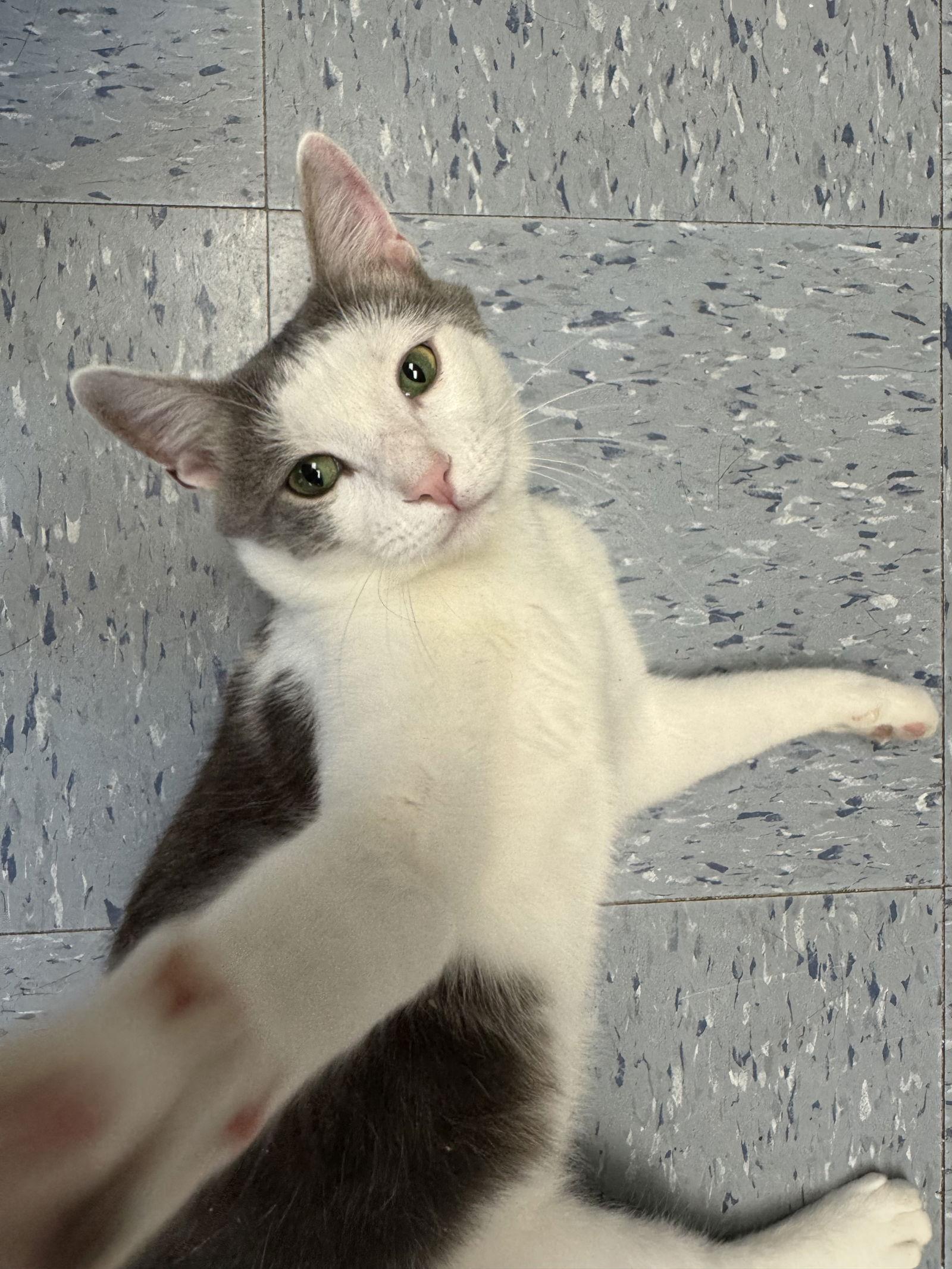 Enlarge Baby, a Adopted Domestic Short Hair in Hopewell, VA image 1/3