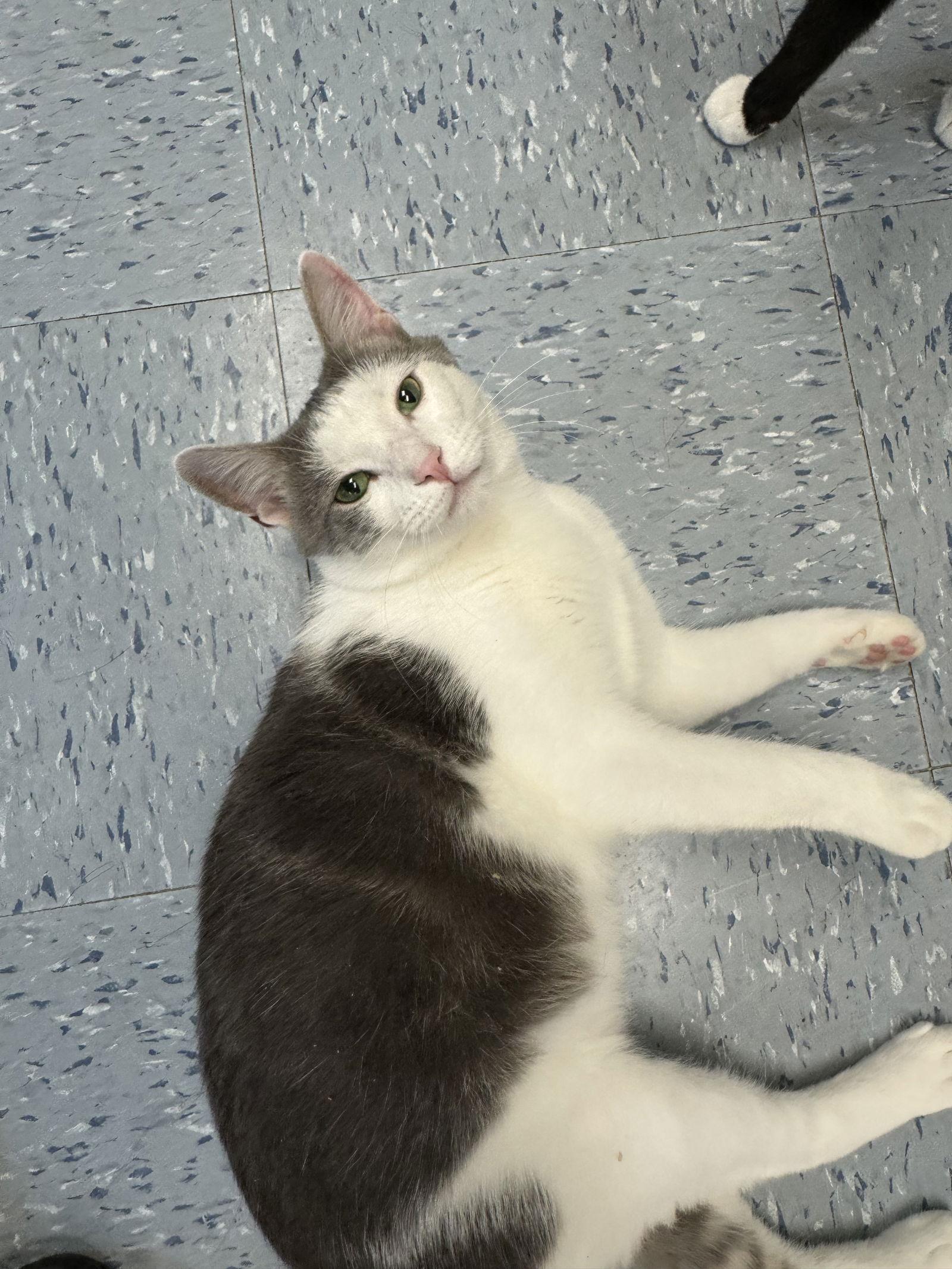 Enlarge Baby, a Adopted Domestic Short Hair in Hopewell, VA image 2/3