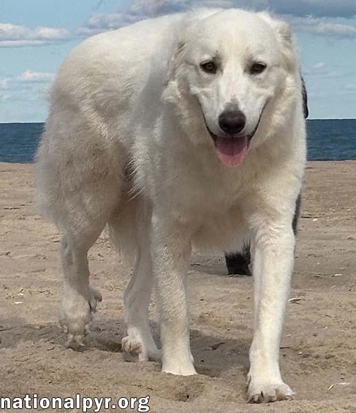 Barlowe in DE - Exudes Happiness & Joy!