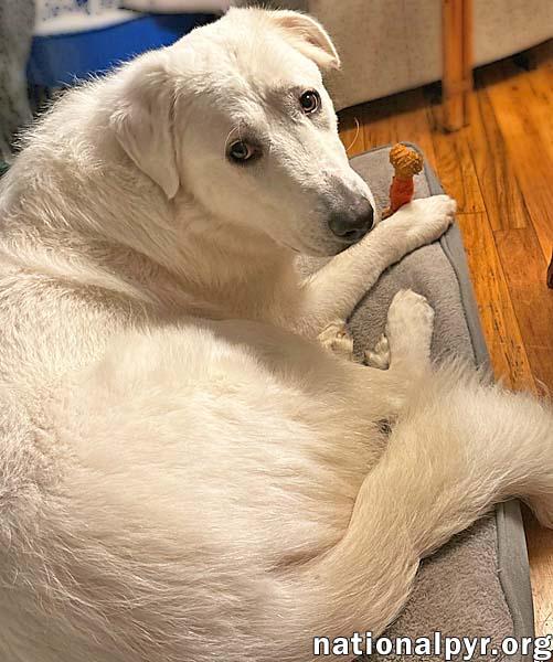 Barlowe in DE - Exudes Happiness & Joy!