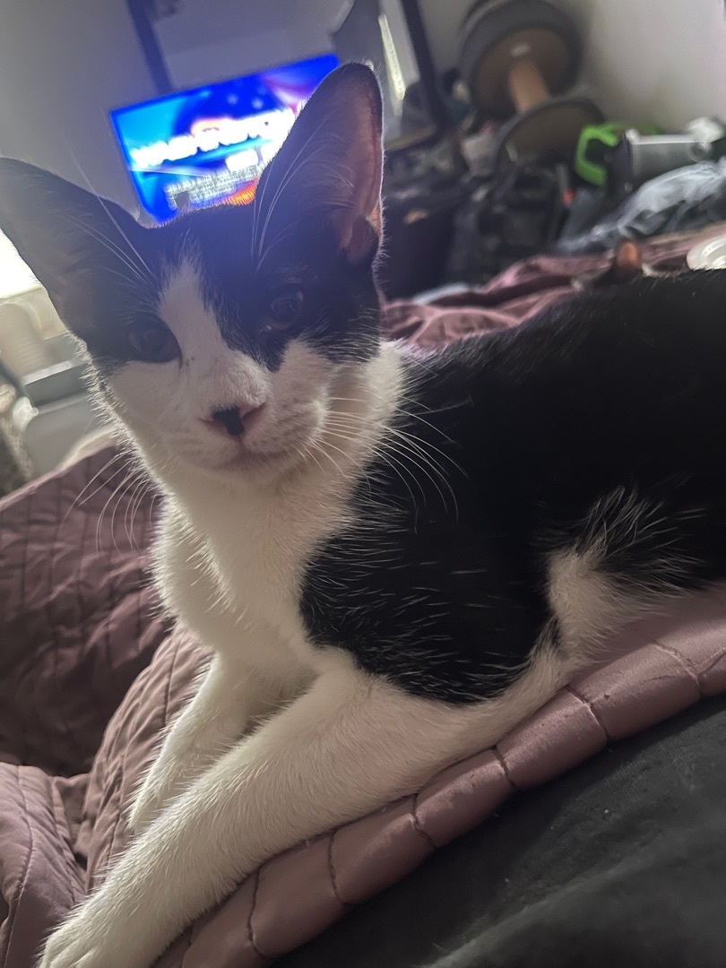 Janet , Adoptable, Young Female Tuxedo & Domestic Short Hair.